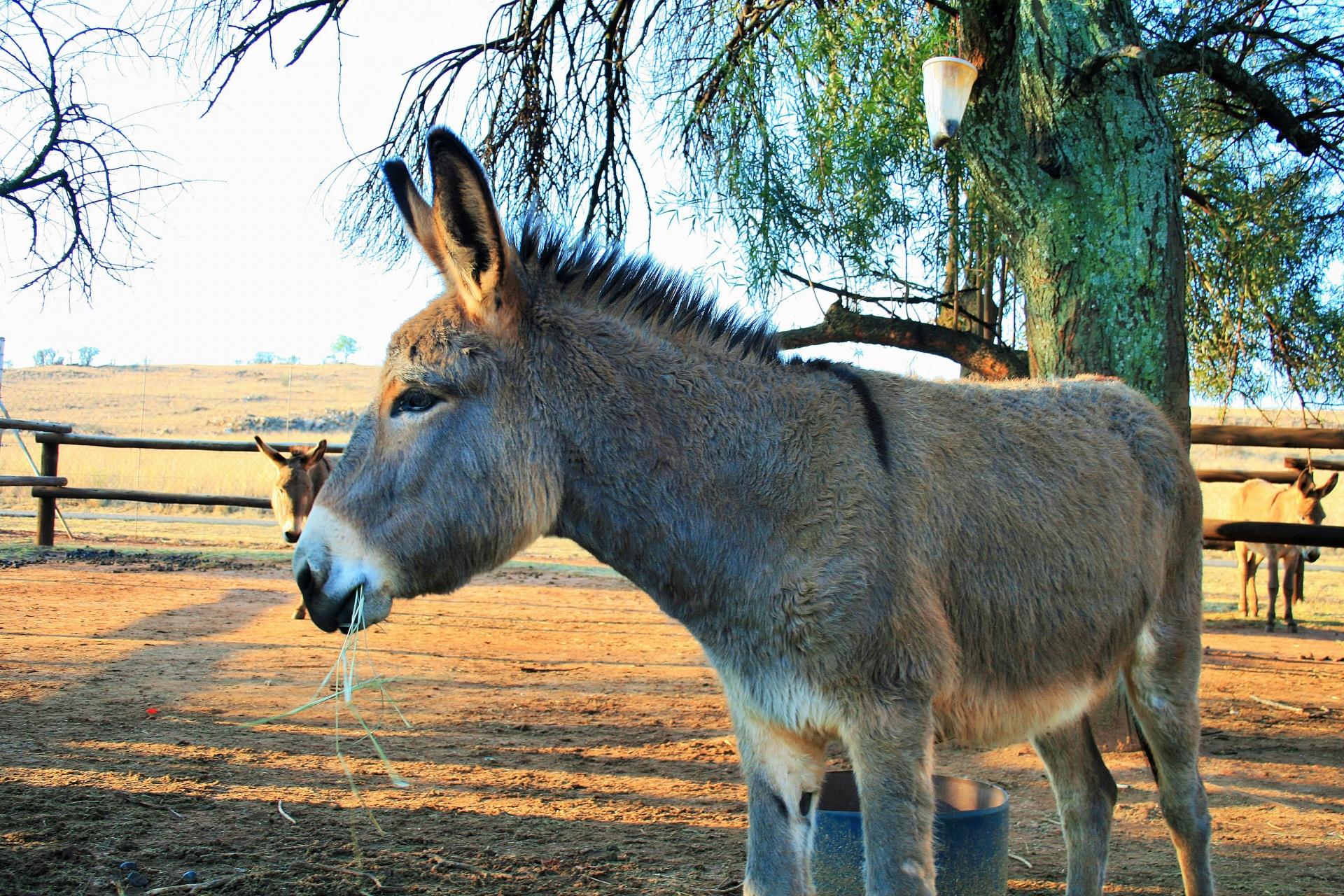 Mitey- EDGE- PROD TEST- NOT ADOPTABLE, a ADOPTABLE Donkey in Bettles, MN image 4/5