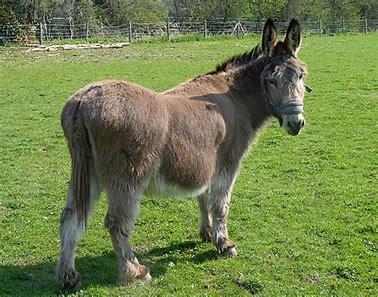 Mitey- EDGE- PROD TEST- NOT ADOPTABLE, a ADOPTABLE Donkey in Bettles, MN image 1/5