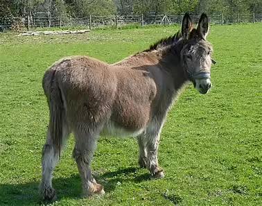 Mitey- EDGE- PROD TEST- NOT ADOPTABLE, a ADOPTABLE Donkey in Bettles, MN image 3/5