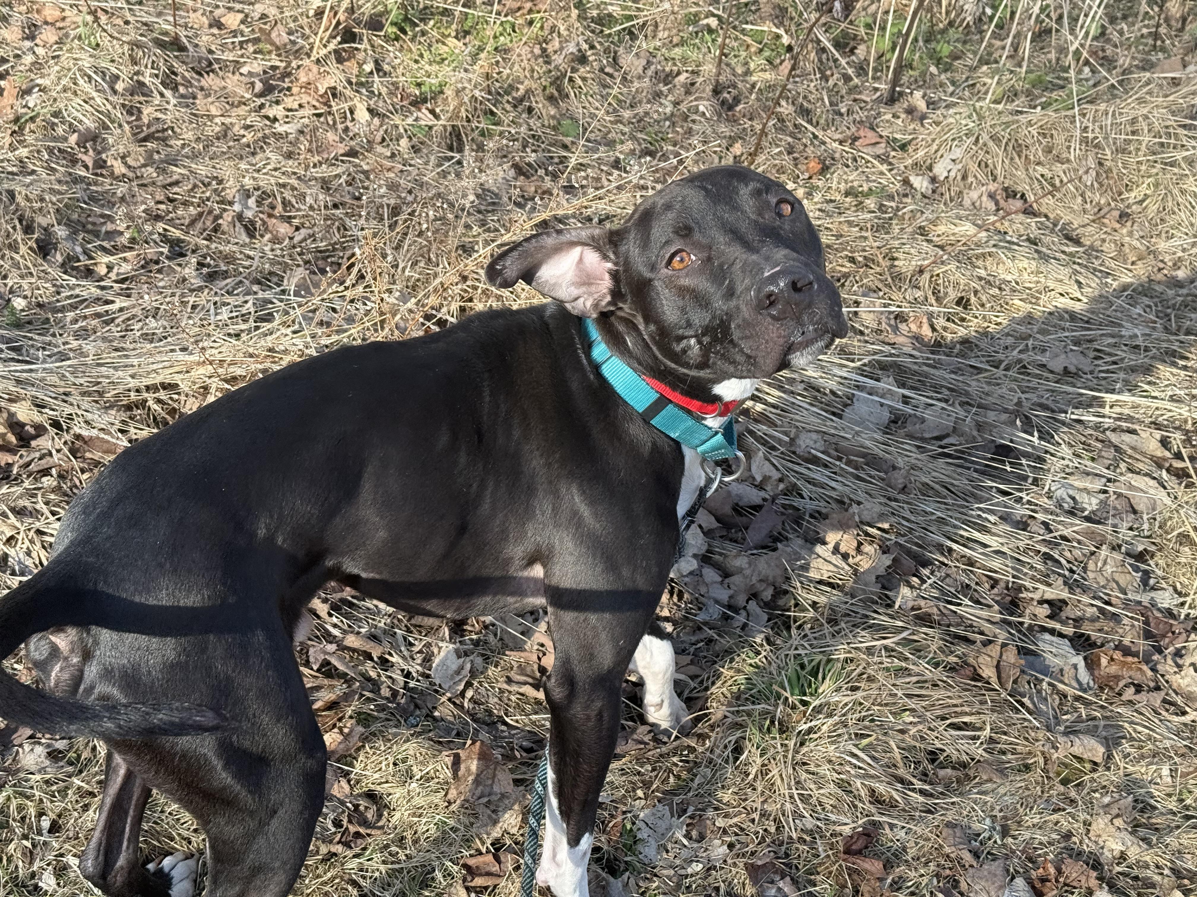 Buddy Pal, a Adoptable mixed breed in East Moriches, NY image 5/6