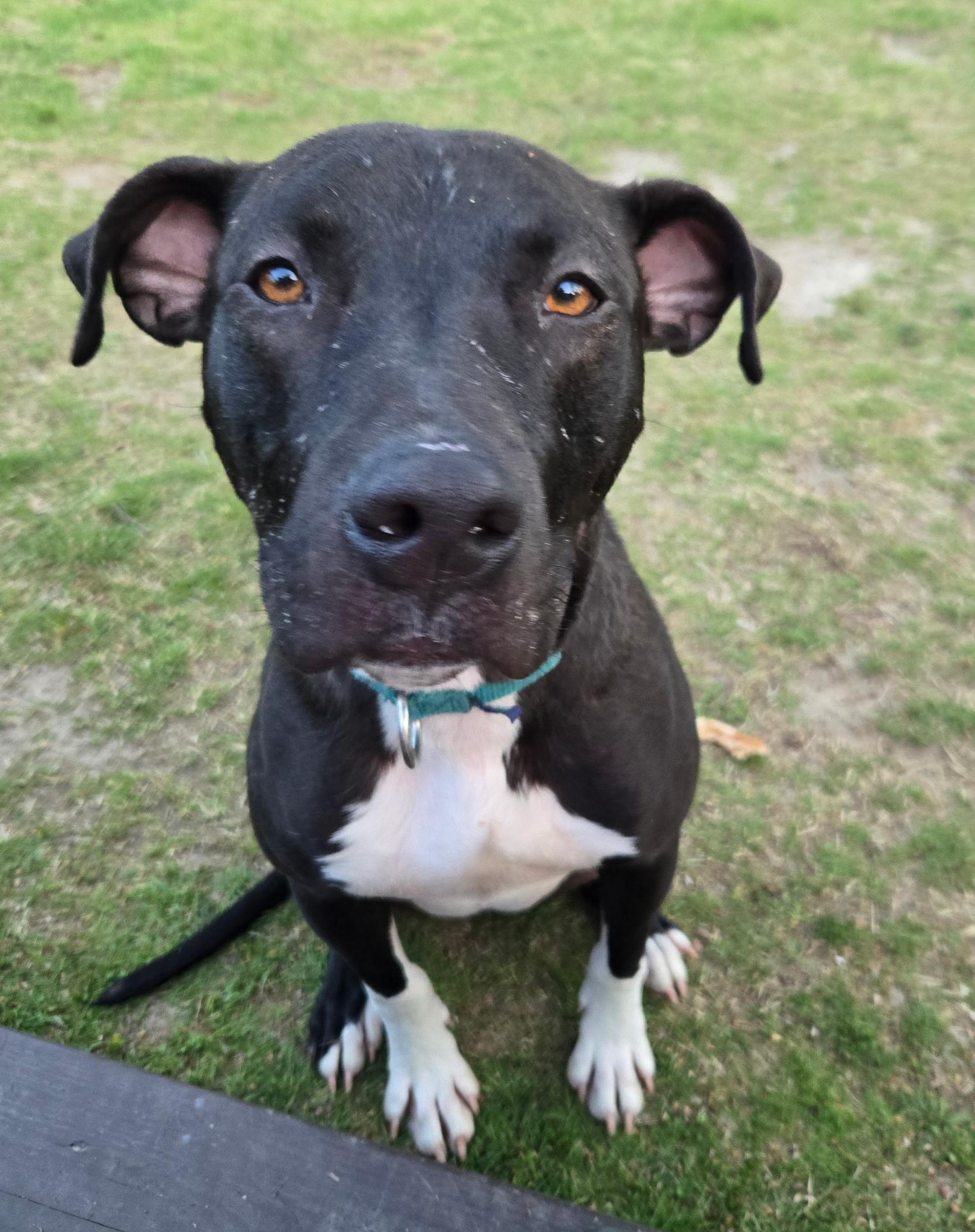 Enlarge Buddy, a Adoptable mixed breed in East Moriches, NY image 3/6