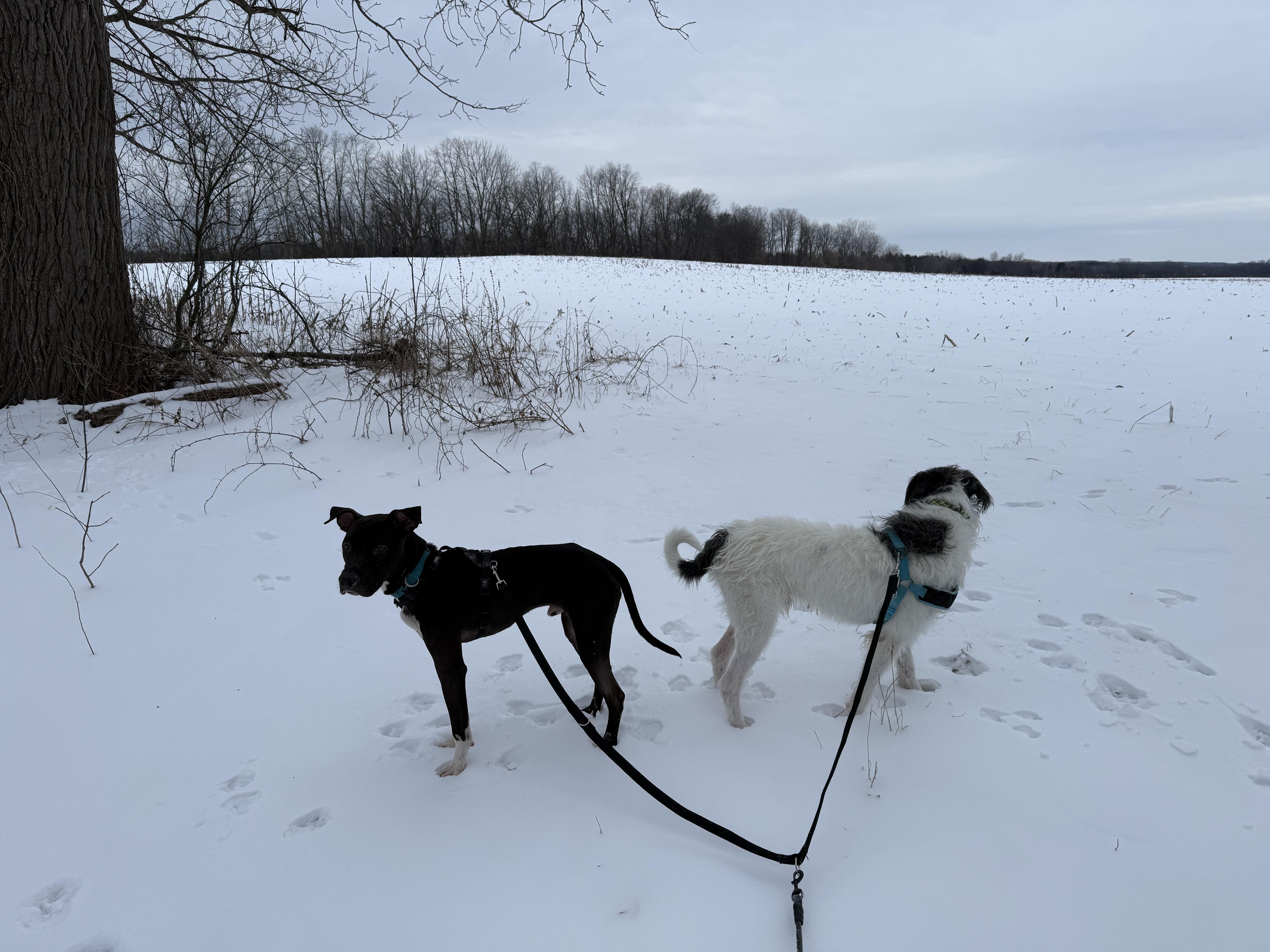 Buddy Pal, a Adoptable mixed breed in East Moriches, NY image 4/6