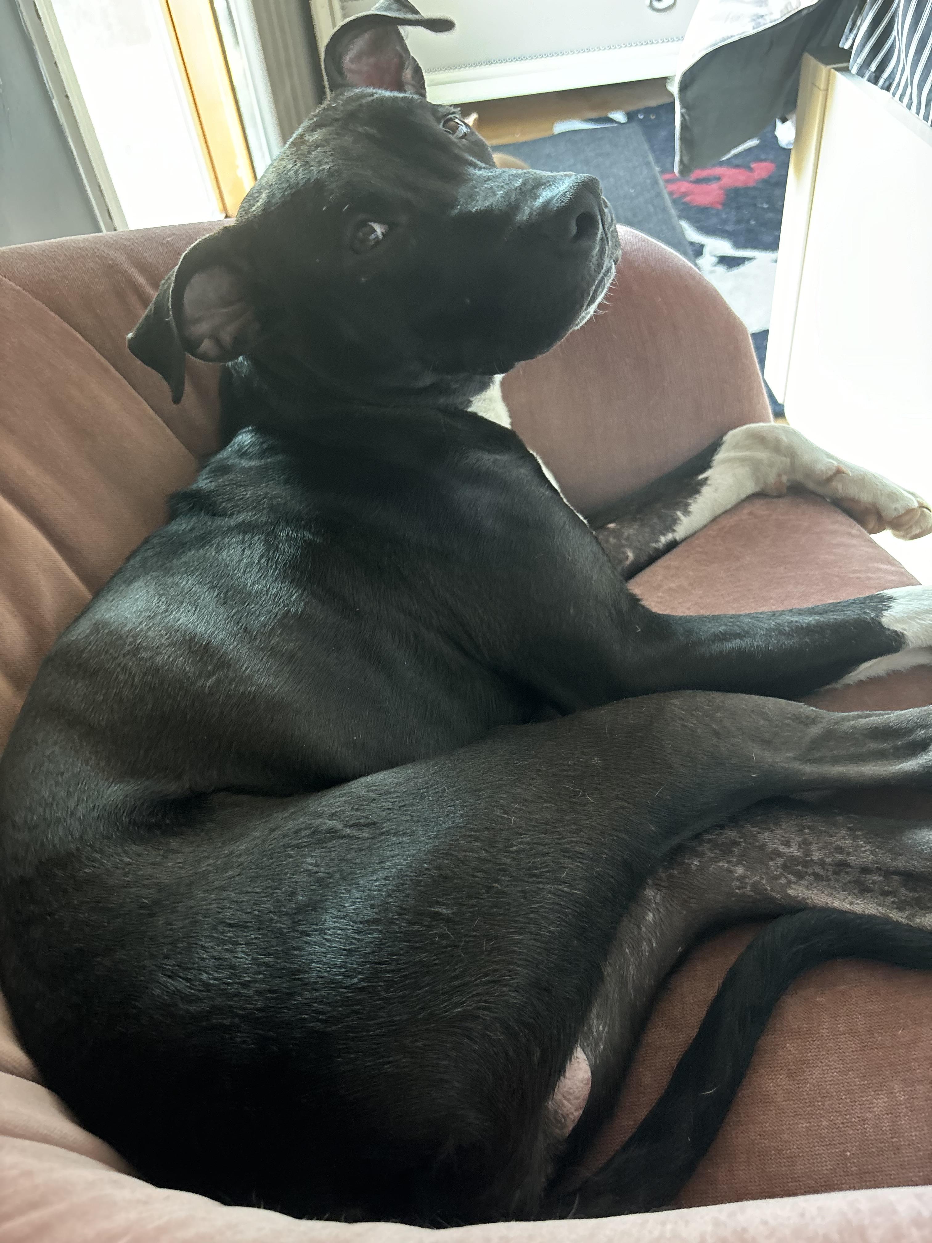 Buddy Pal, a Adoptable mixed breed in East Moriches, NY image 3/6