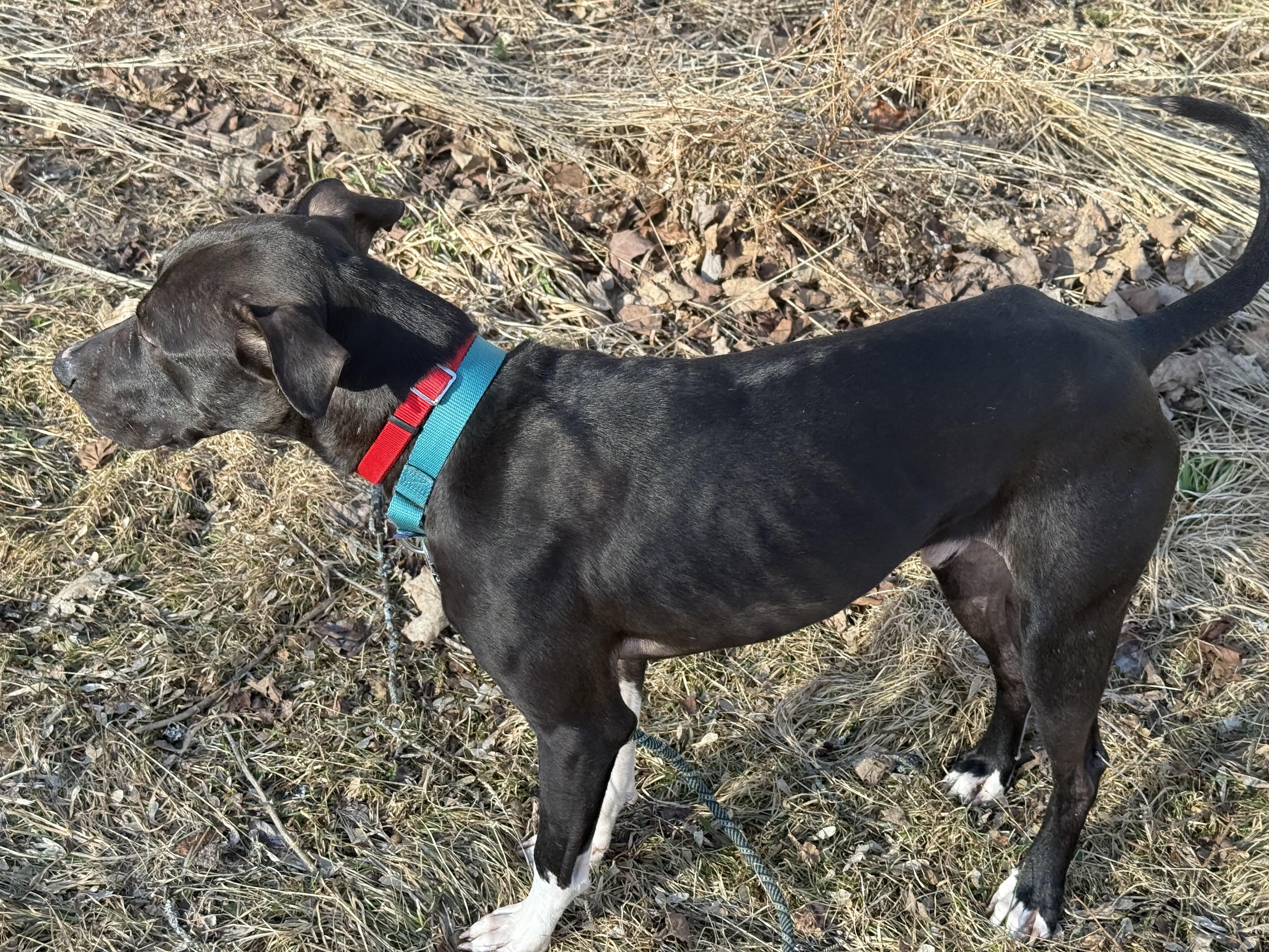 Buddy Pal, a Adoptable mixed breed in East Moriches, NY image 6/6