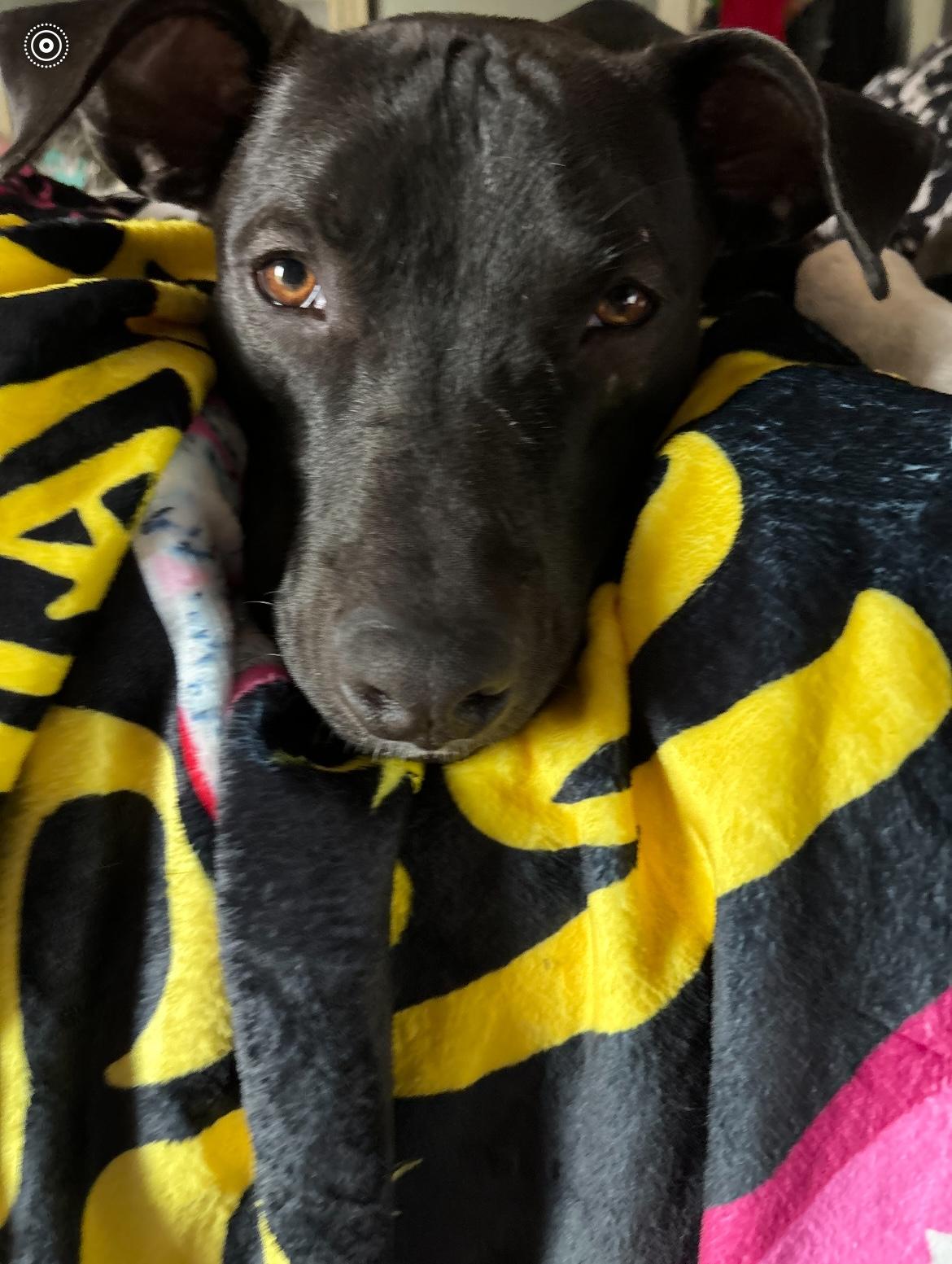 Buddy Pal, a Adoptable mixed breed in East Moriches, NY image 1/6