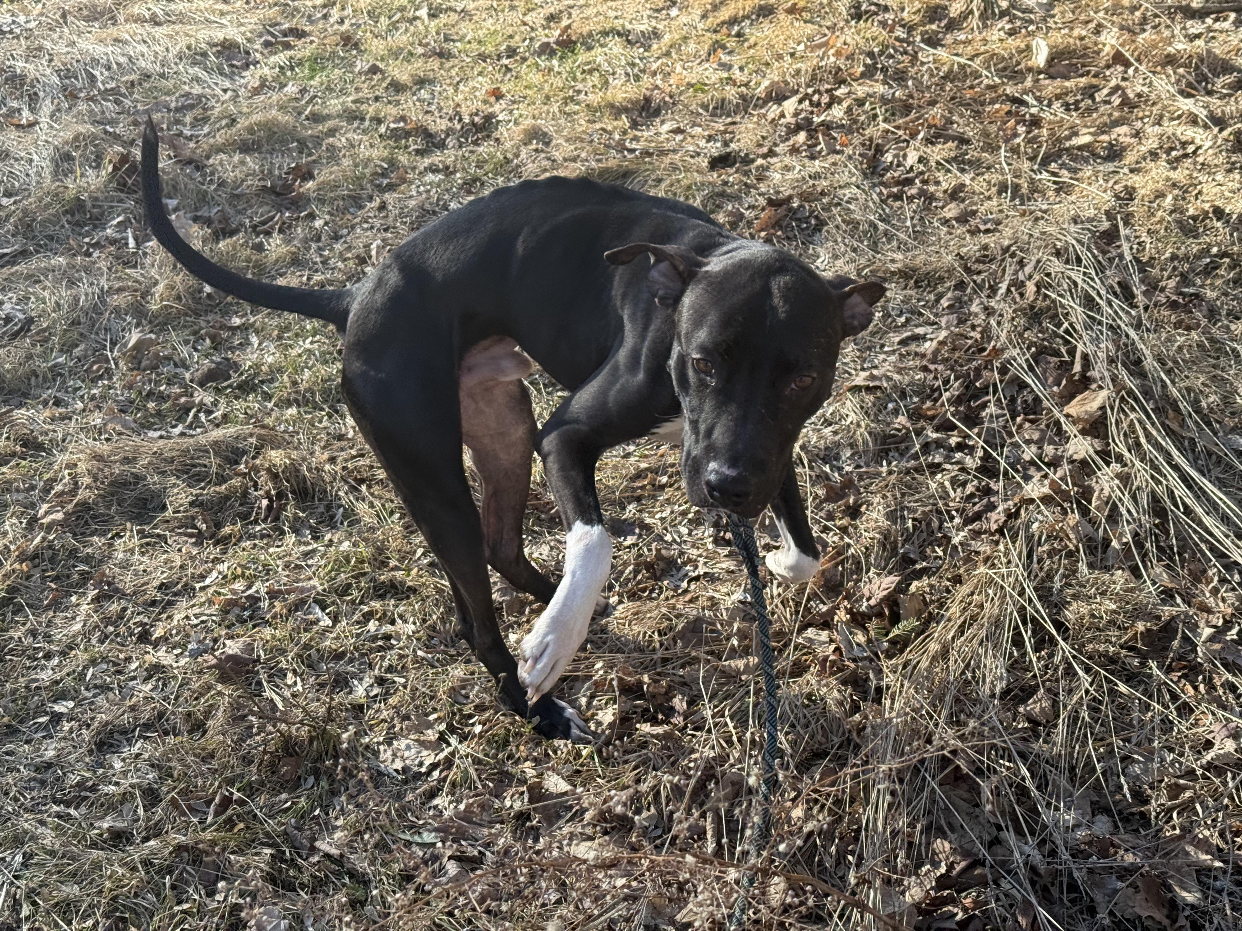 Buddy Pal, a Adoptable mixed breed in East Moriches, NY image 2/6