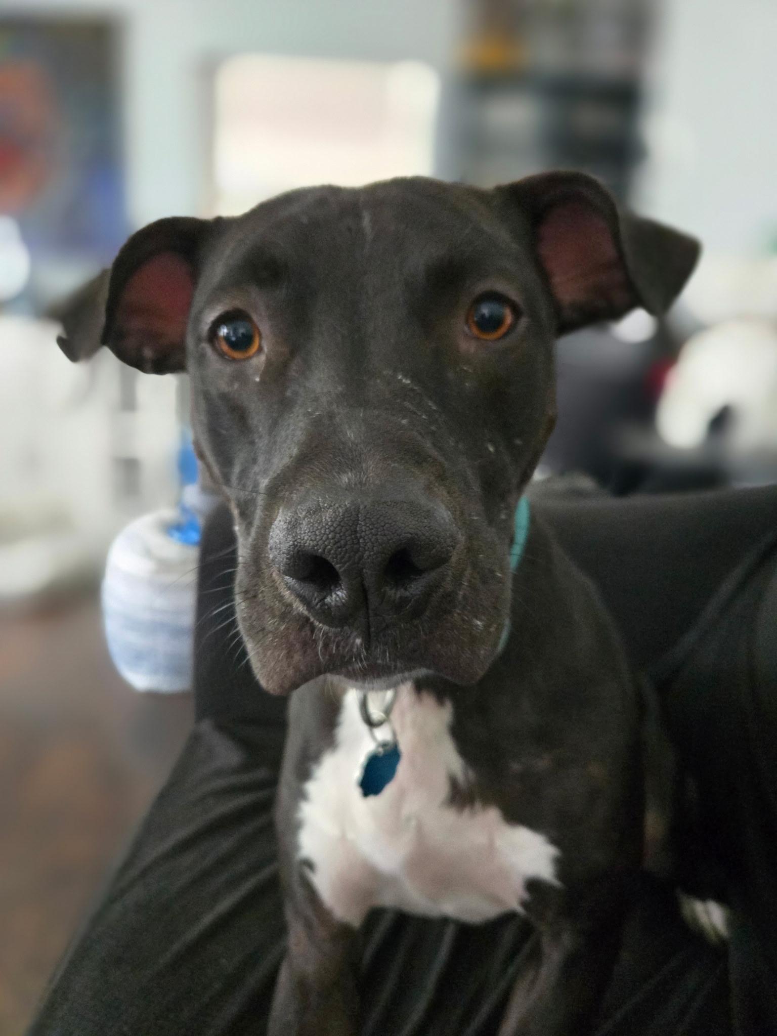 Enlarge Buddy, a Adoptable mixed breed in East Moriches, NY image 5/6