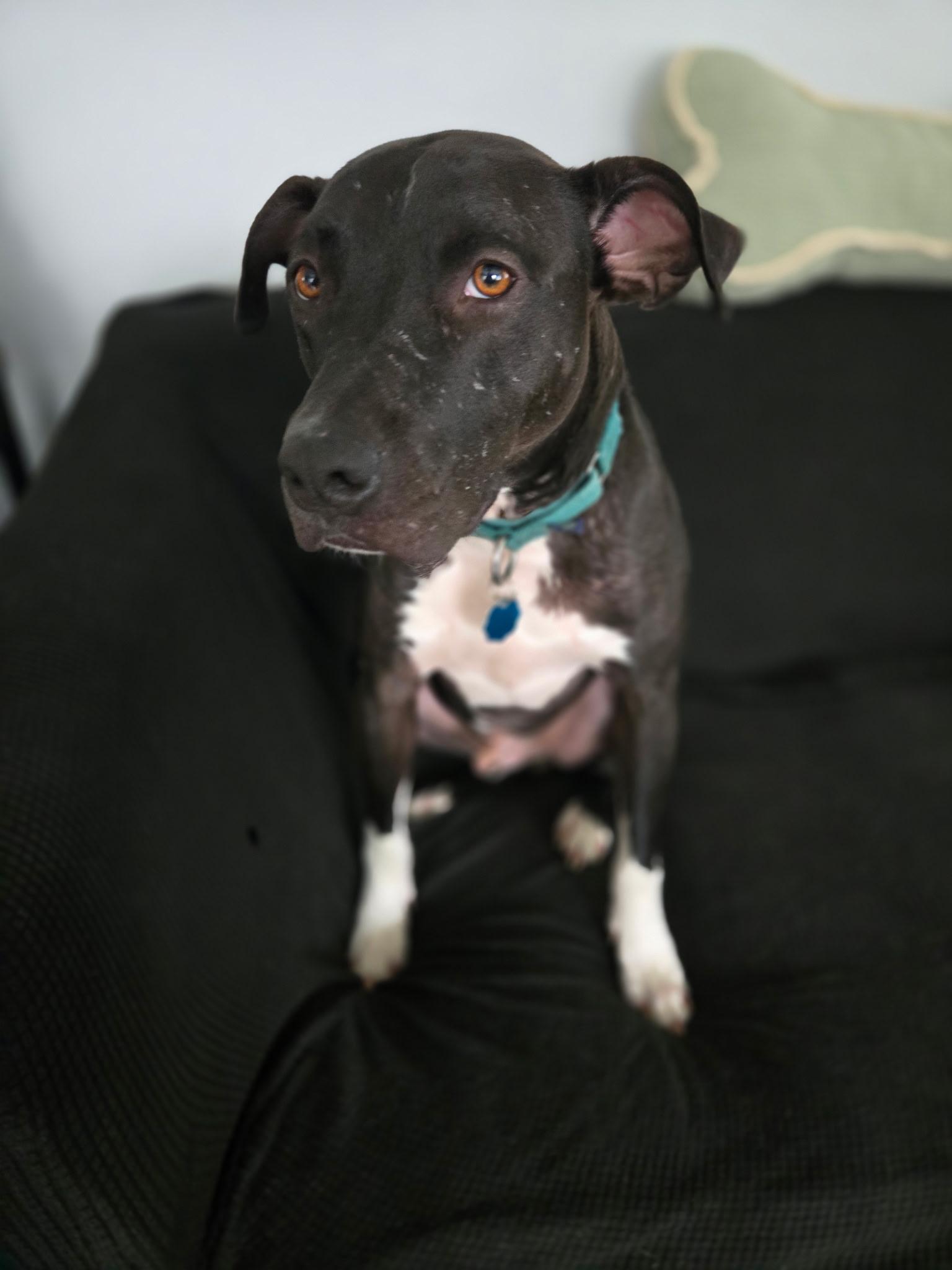 Enlarge Buddy, a Adoptable mixed breed in East Moriches, NY image 4/6