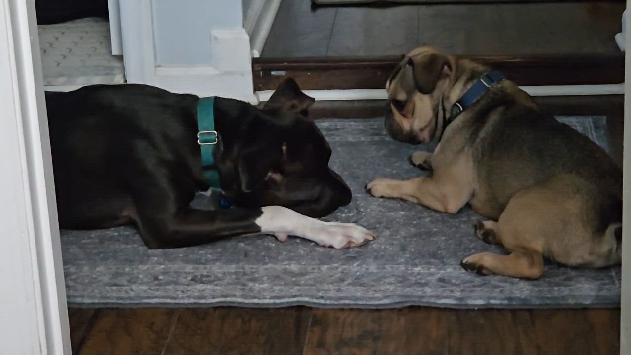 Enlarge Buddy, a Adoptable mixed breed in East Moriches, NY video 6/6