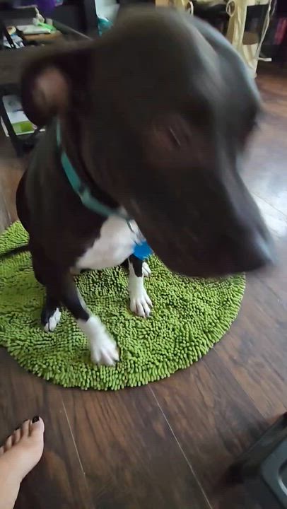 Enlarge Buddy, a Adoptable mixed breed in East Moriches, NY video 1/6