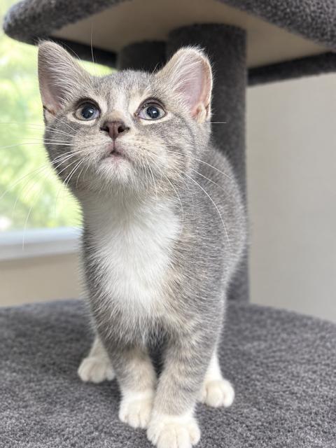 Nickels, Adoptable, Kitten Male Domestic Short Hair.