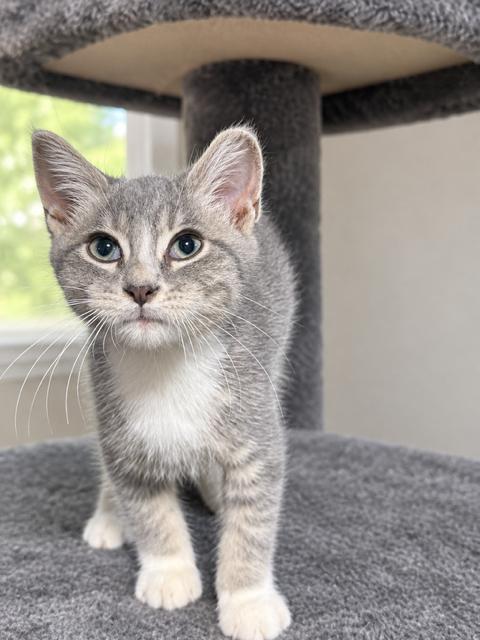 Enlarge Nickels, a Adoptable Domestic Short Hair in Lakeville, MN image 2/3