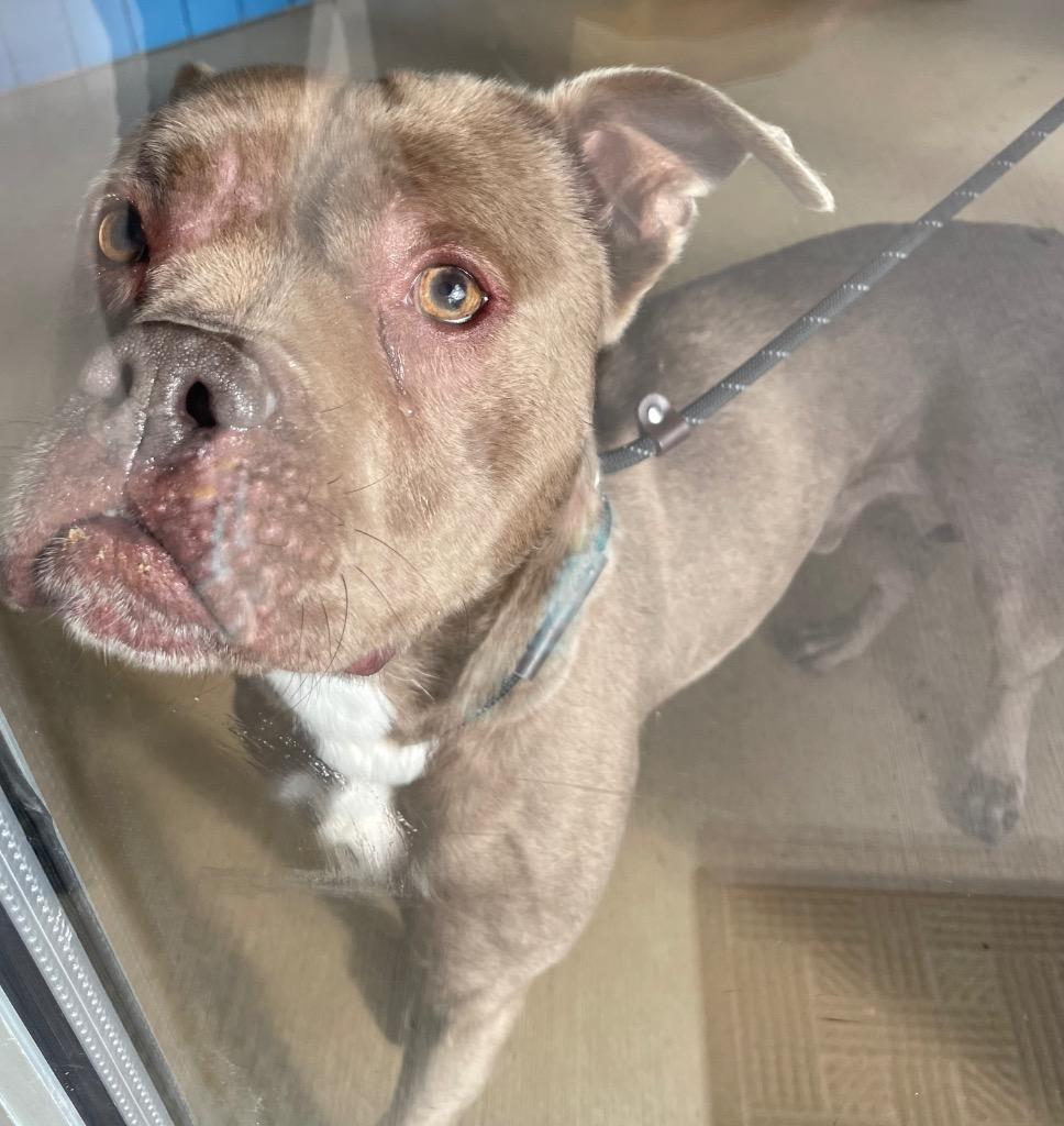 Django, Adoptable, Adult Male Pit Bull Terrier.