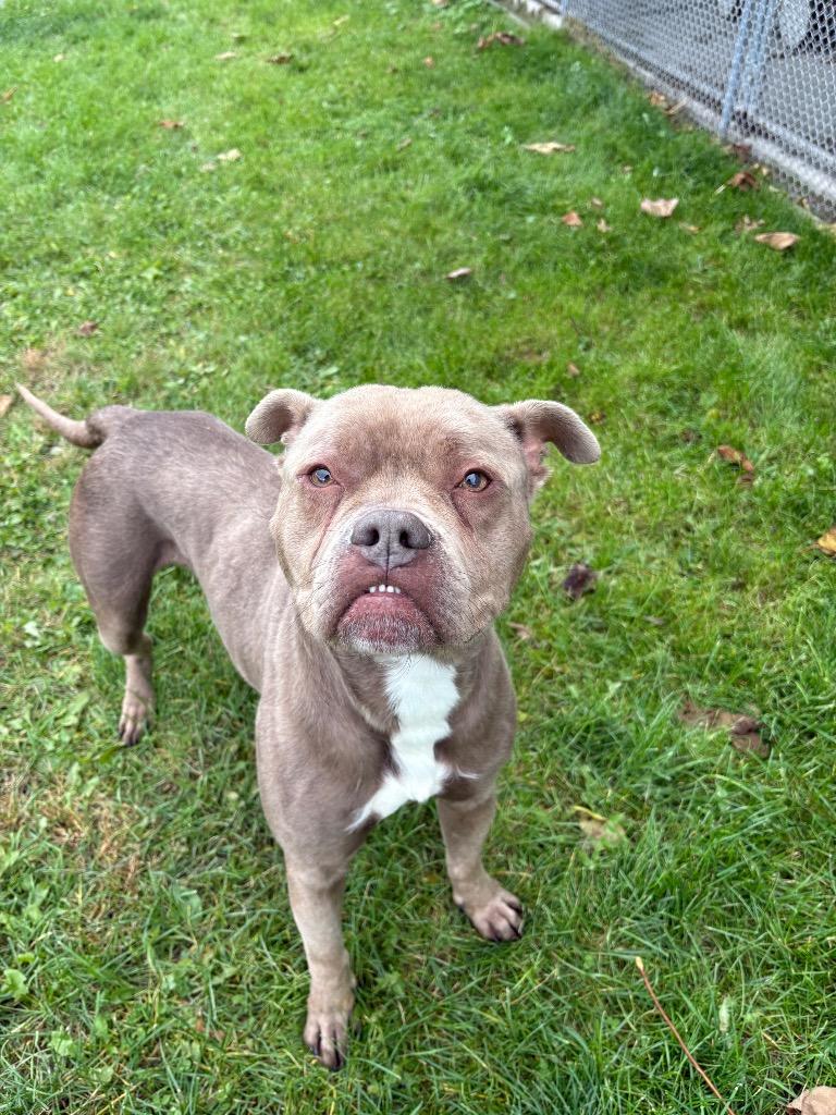 Django, Adoptable, Adult Male Pit Bull Terrier.