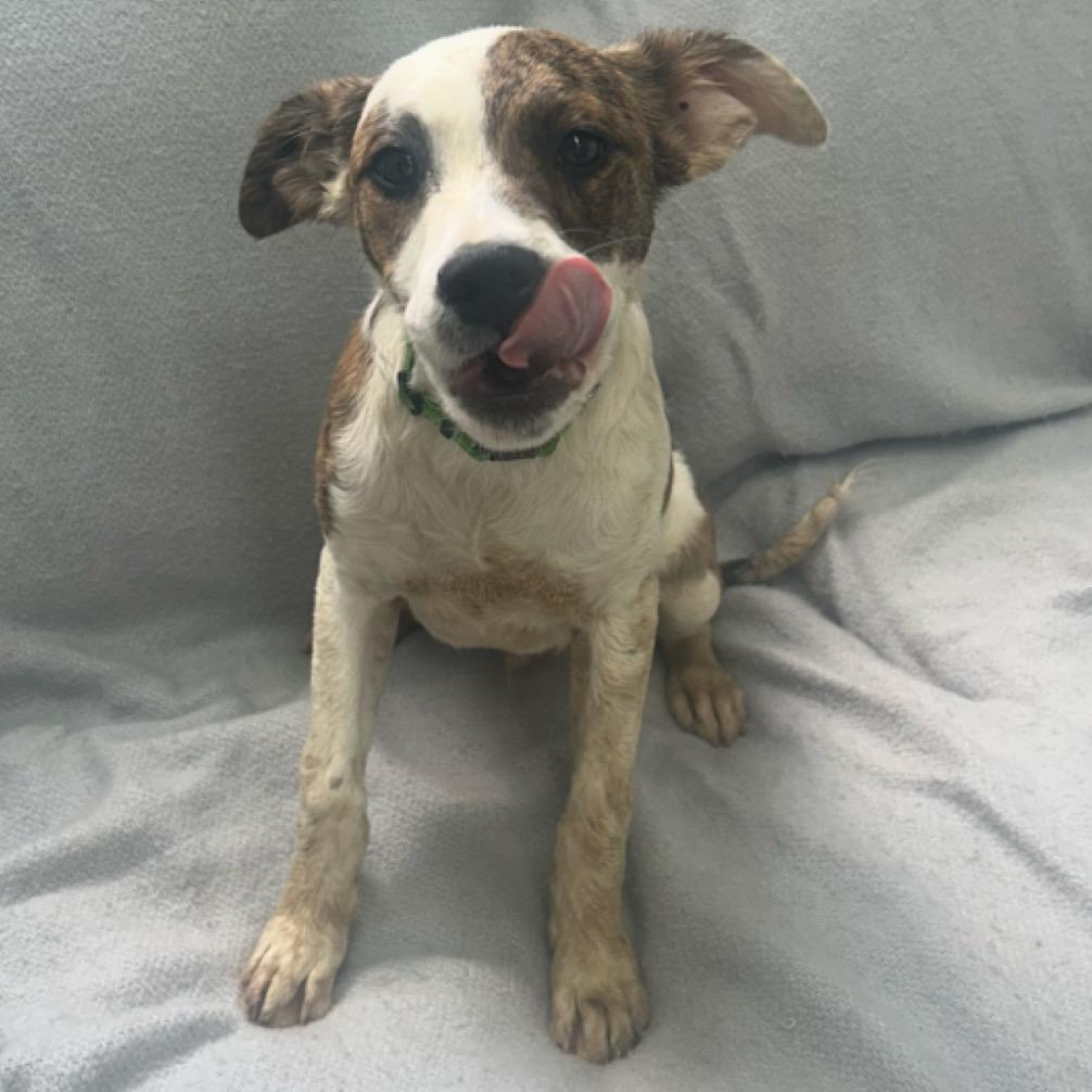 Enlarge Olly, a Adoptable Terrier in Falmouth, KY image 1/1
