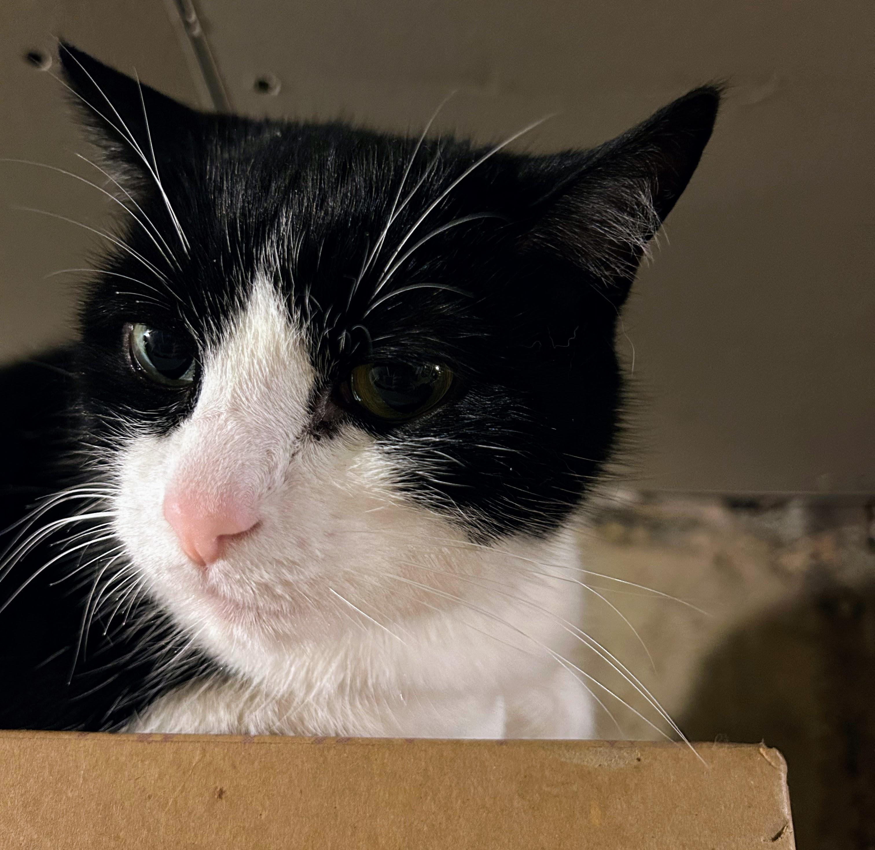 Oreo Bears, Senior Female Domestic Short Hair