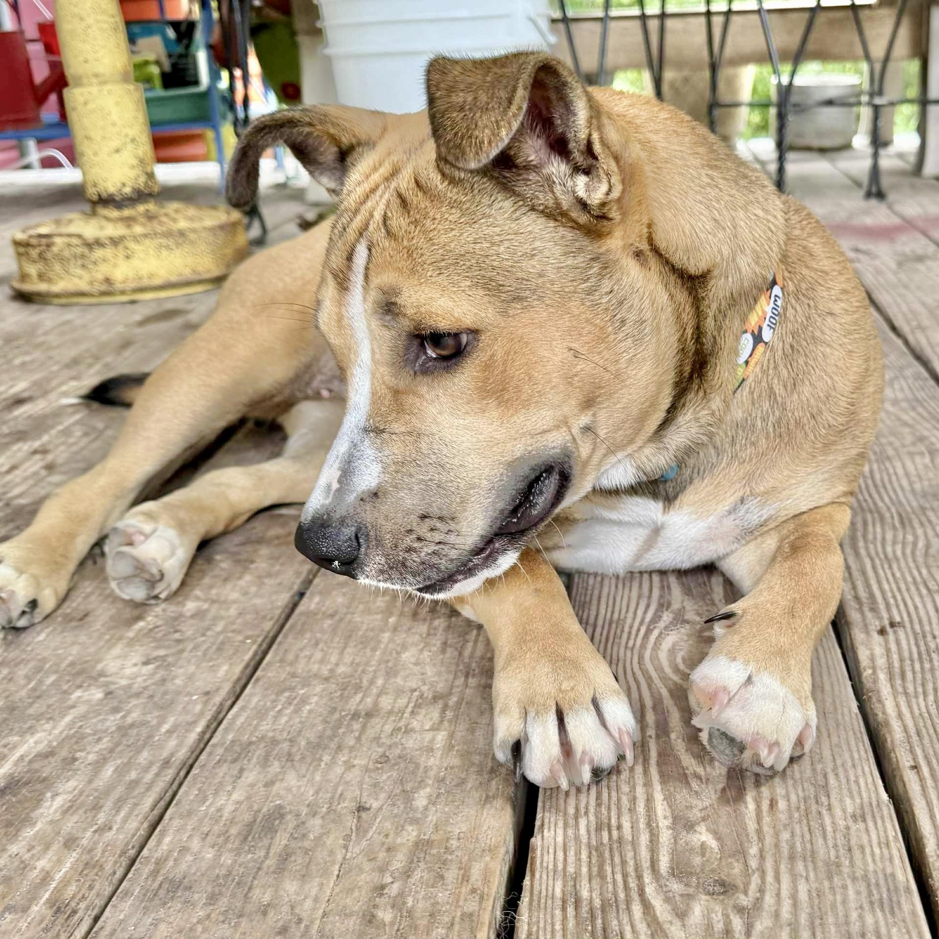 Schmoopsie, an adoptable American Staffordshire Terrier in Green River, UT, 84525 | Photo Image 4