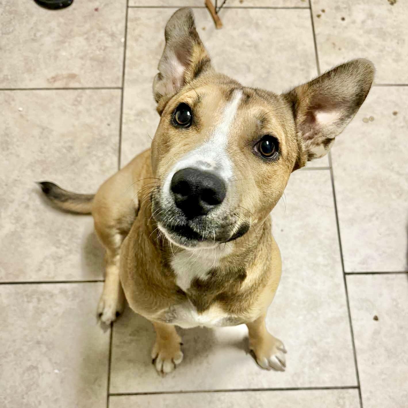 Schmoopsie, an adoptable American Staffordshire Terrier in Green River, UT, 84525 | Photo Image 2