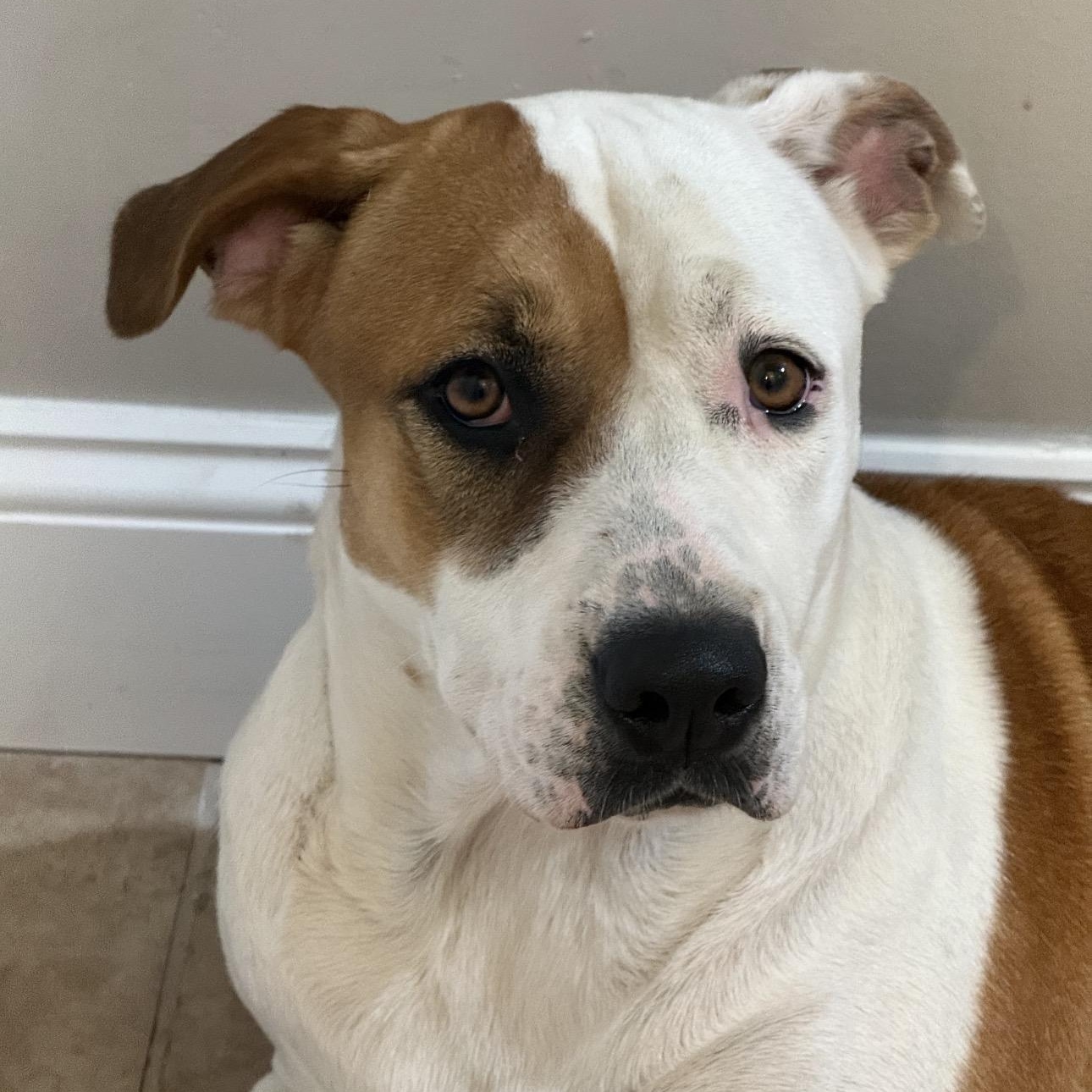 Enlarge Flo, a Adoptable Mixed Breed in Huntington, NY image 5/6