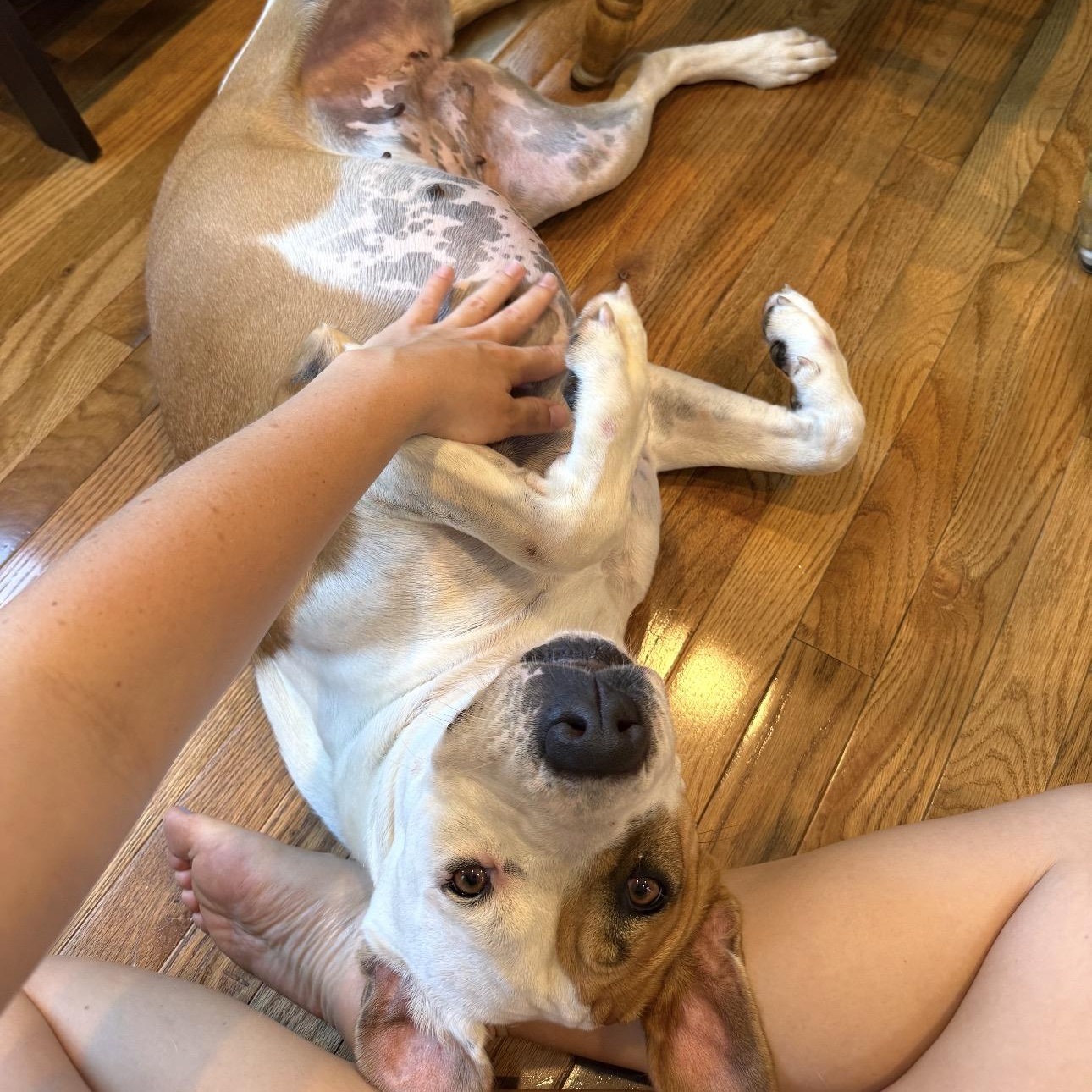 Enlarge Flo, a Adoptable Mixed Breed in Huntington, NY image 4/6