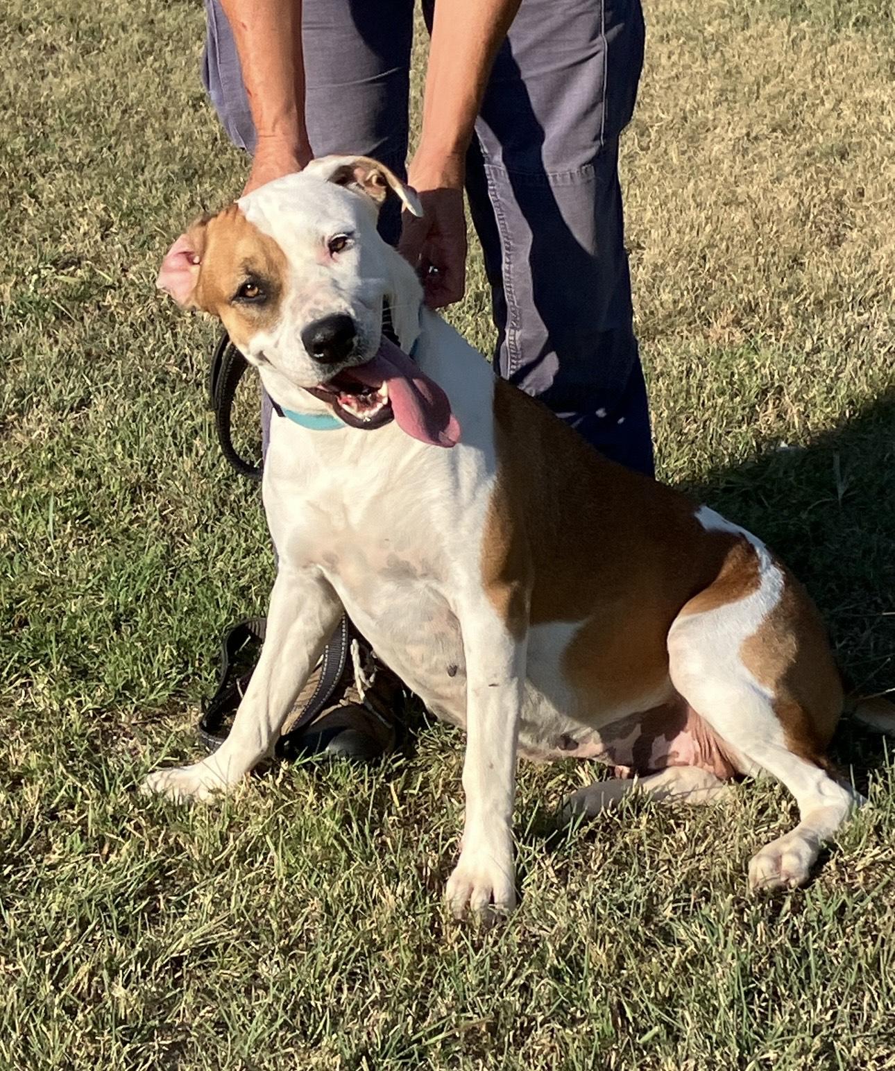 Flo, a Adoptable American Staffordshire Terrier in San Antonio , TX image 1/5
