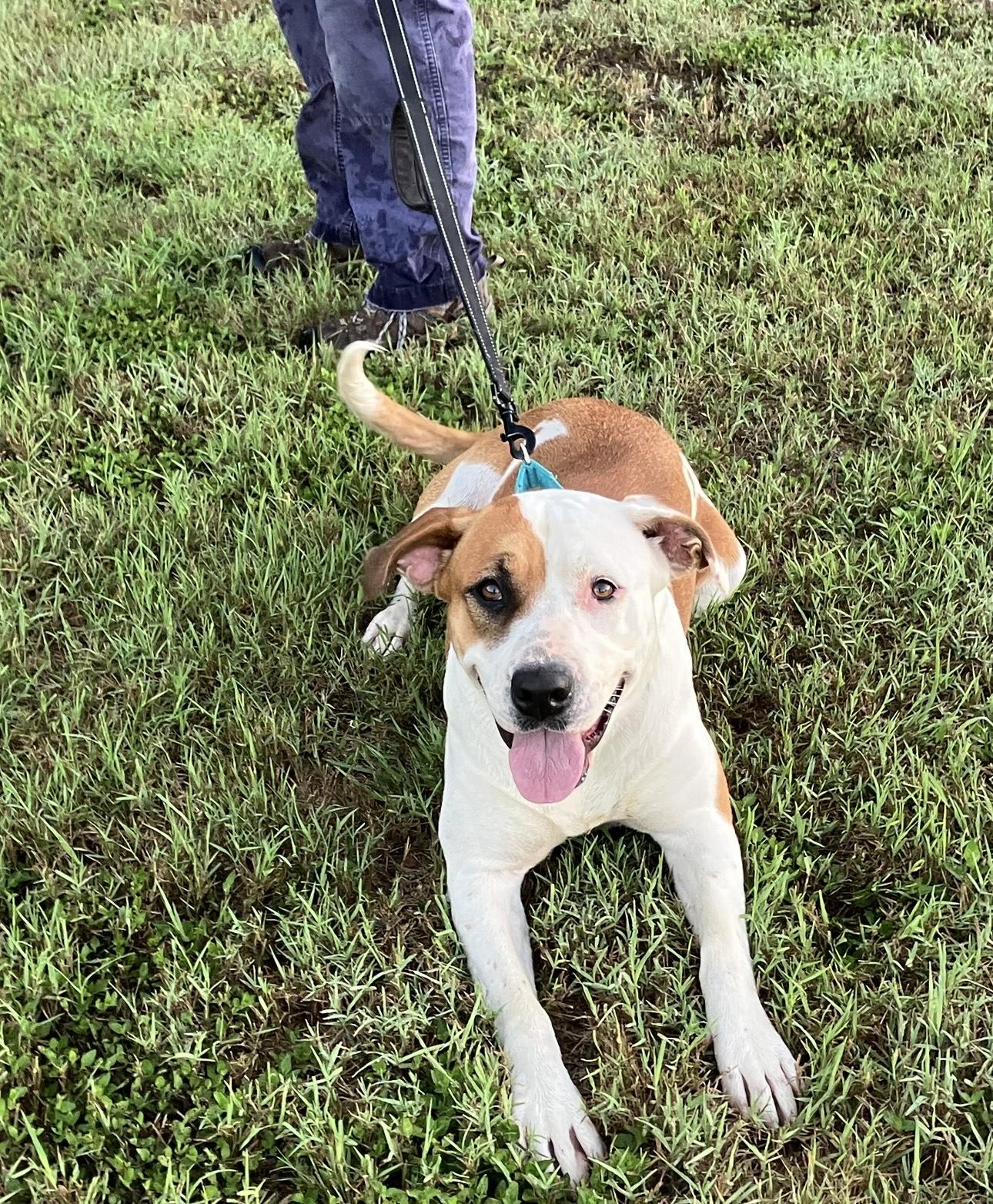 Flo, a Adoptable American Staffordshire Terrier in San Antonio , TX image 2/5