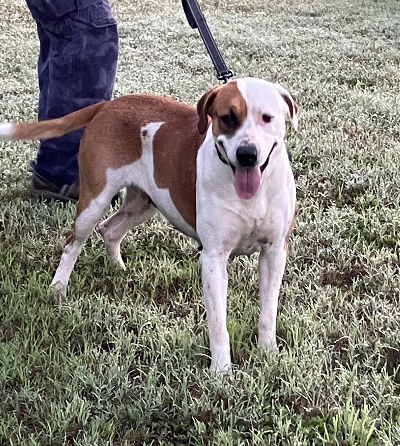 Flo, a Adoptable American Staffordshire Terrier in San Antonio , TX image 3/5