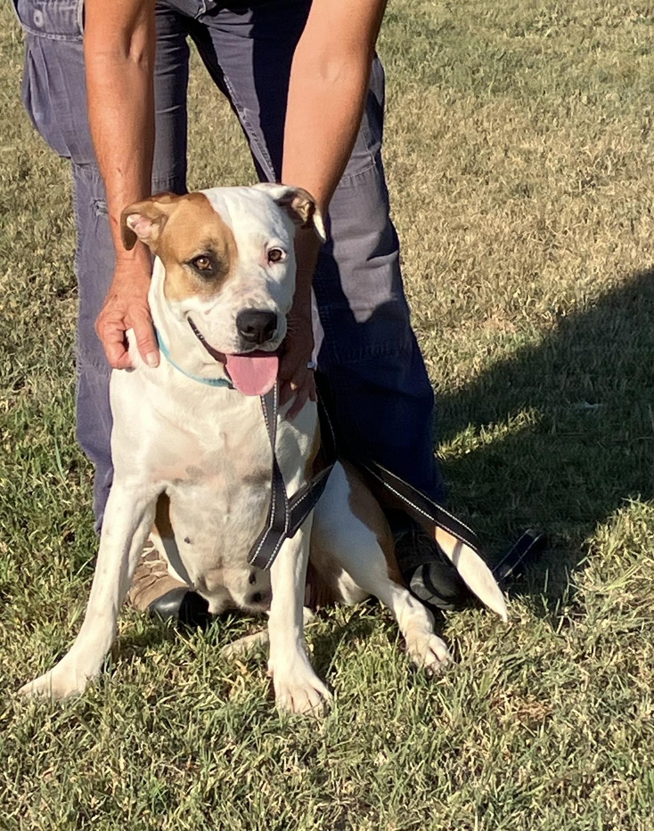 Flo, a Adoptable American Staffordshire Terrier in San Antonio , TX image 4/5