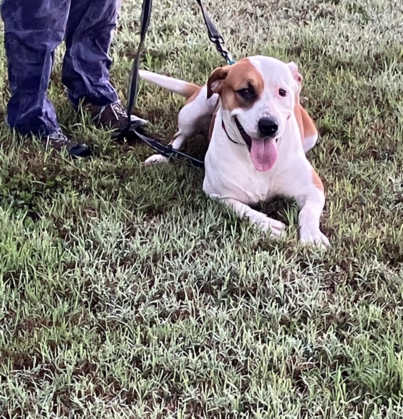 Flo, a Adoptable American Staffordshire Terrier in San Antonio , TX image 5/5