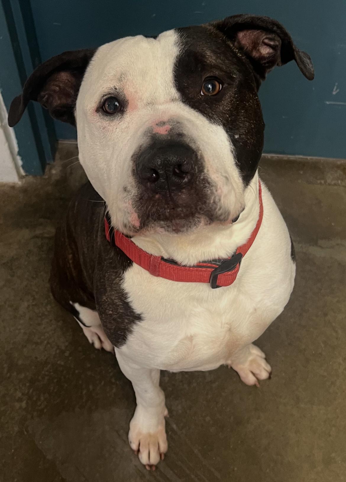Enlarge Walter, a Adopted American Bulldog in North Smithfield, RI image 1/1