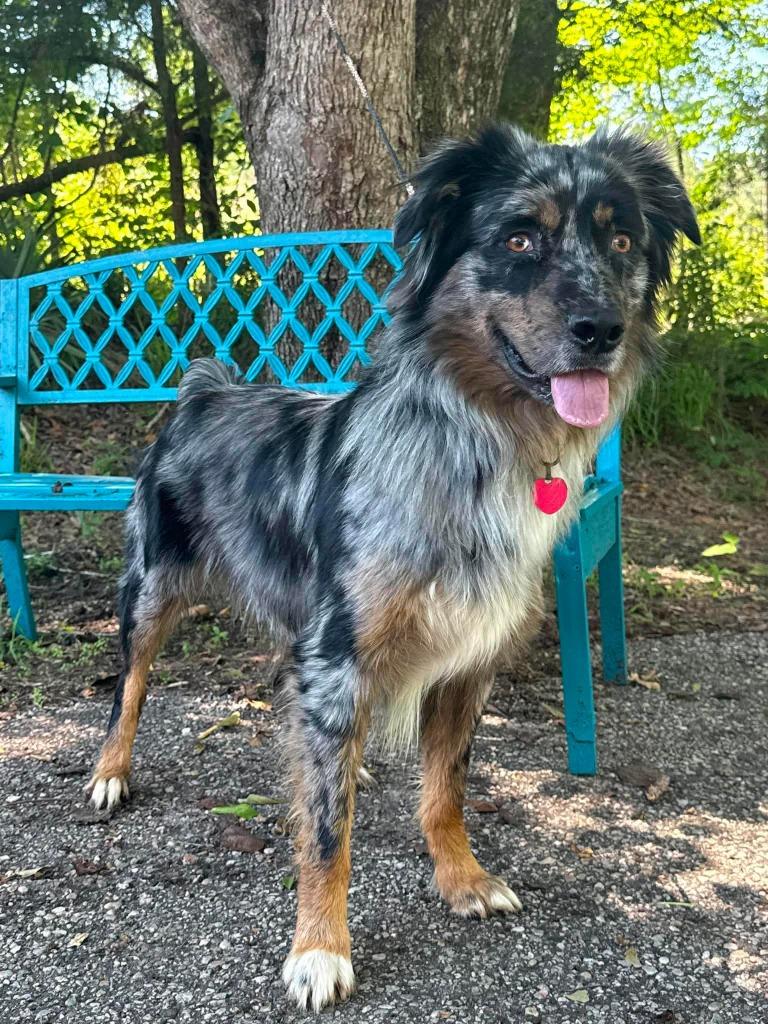 Milz, Adoptable, Young Male Australian Shepherd.