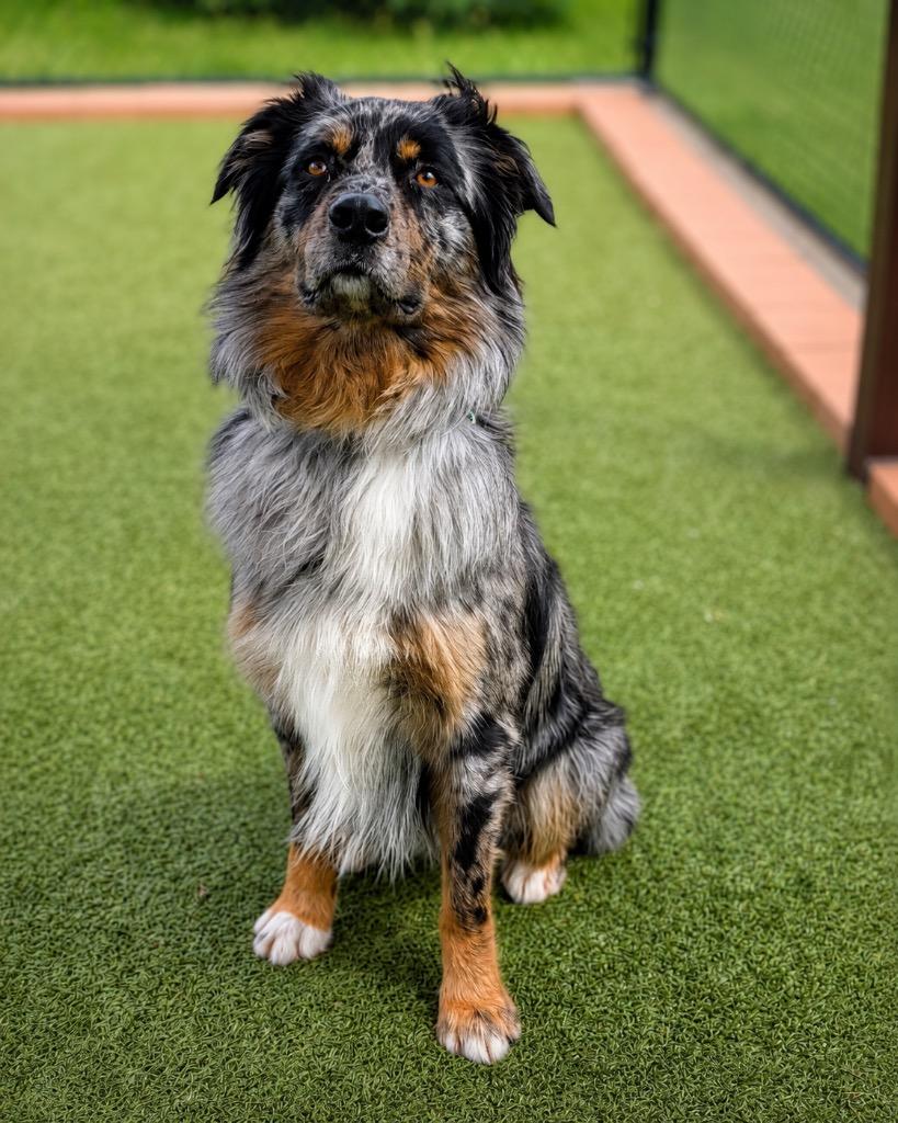 Milz, a Adoptable mixed breed in North Syracuse, NY image 2/6