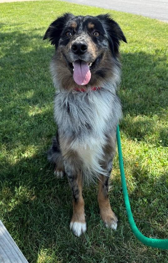 Enlarge Milz, a Adoptable mixed breed in North Syracuse, NY image 2/6