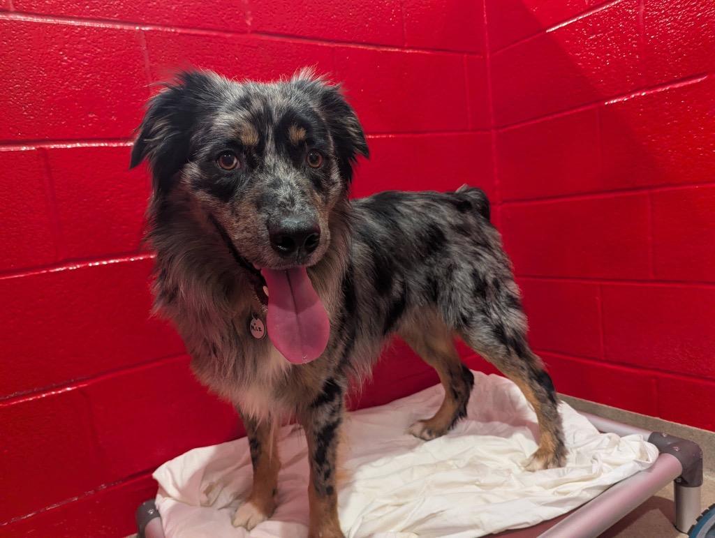 Enlarge Milz, a Adoptable mixed breed in North Syracuse, NY image 3/6