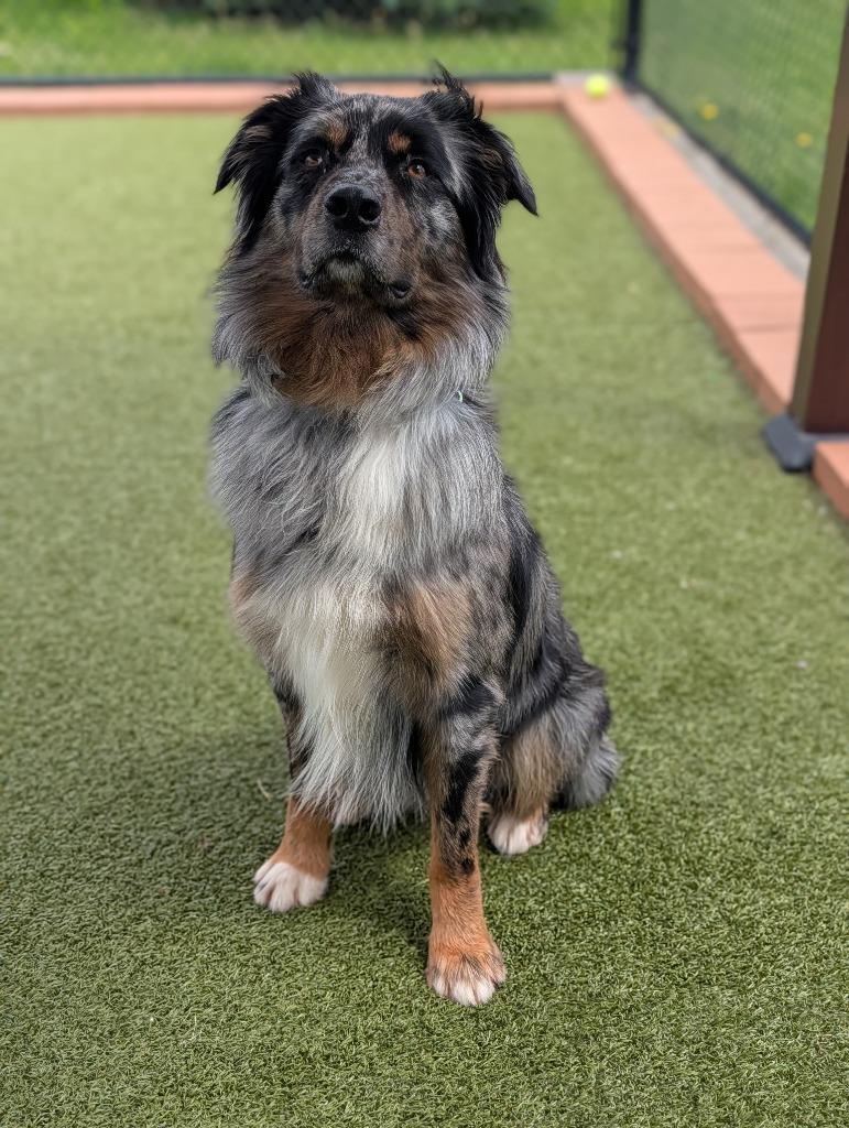 Enlarge Milz, a Adoptable mixed breed in North Syracuse, NY image 4/6