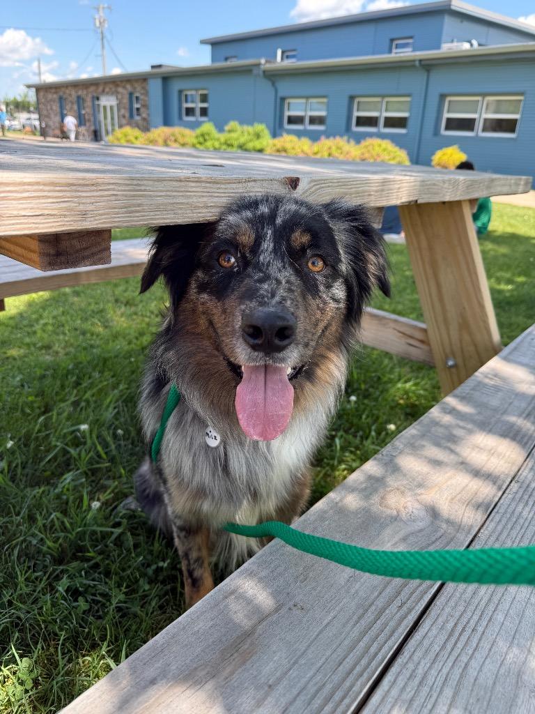 Enlarge Milz, a Adoptable mixed breed in North Syracuse, NY image 5/6