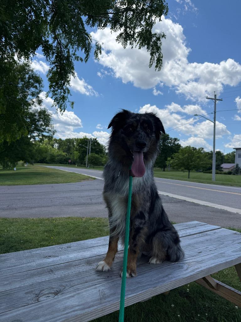 Enlarge Milz, a Adoptable mixed breed in North Syracuse, NY image 6/6