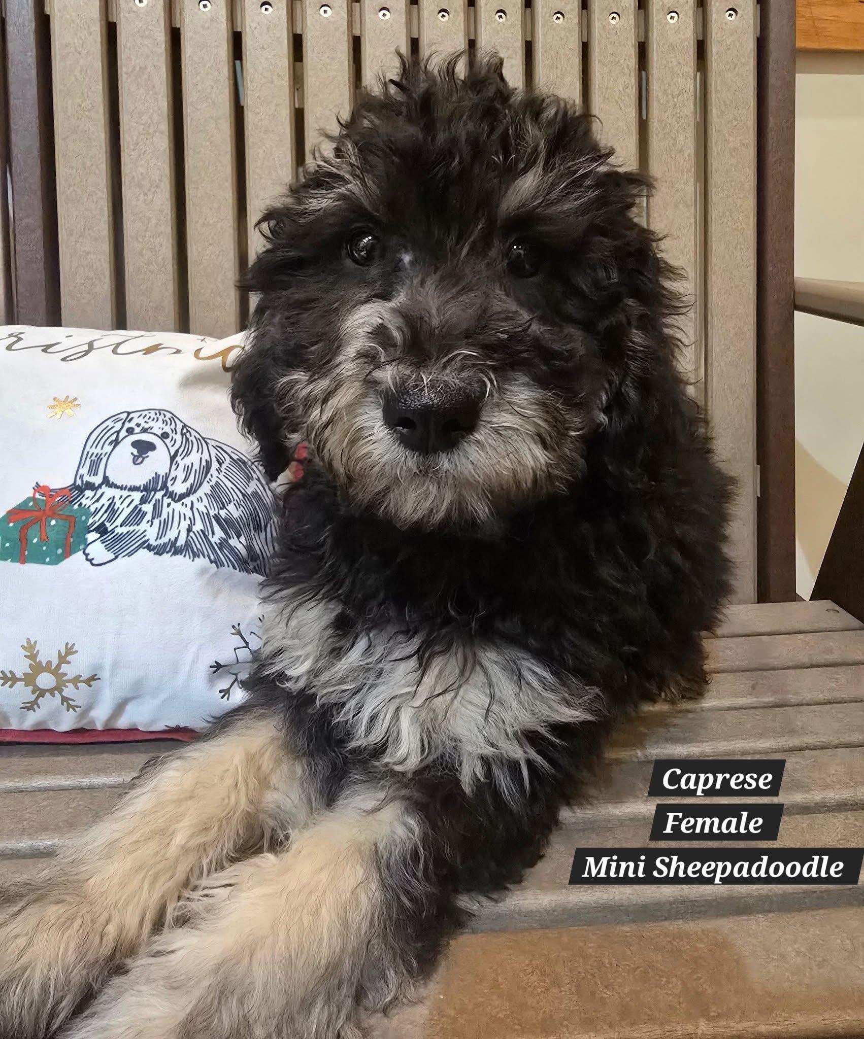 Enlarge Caprese, a ADOPTABLE Sheepadoodle in St. Clairsville, OH image 1/1
