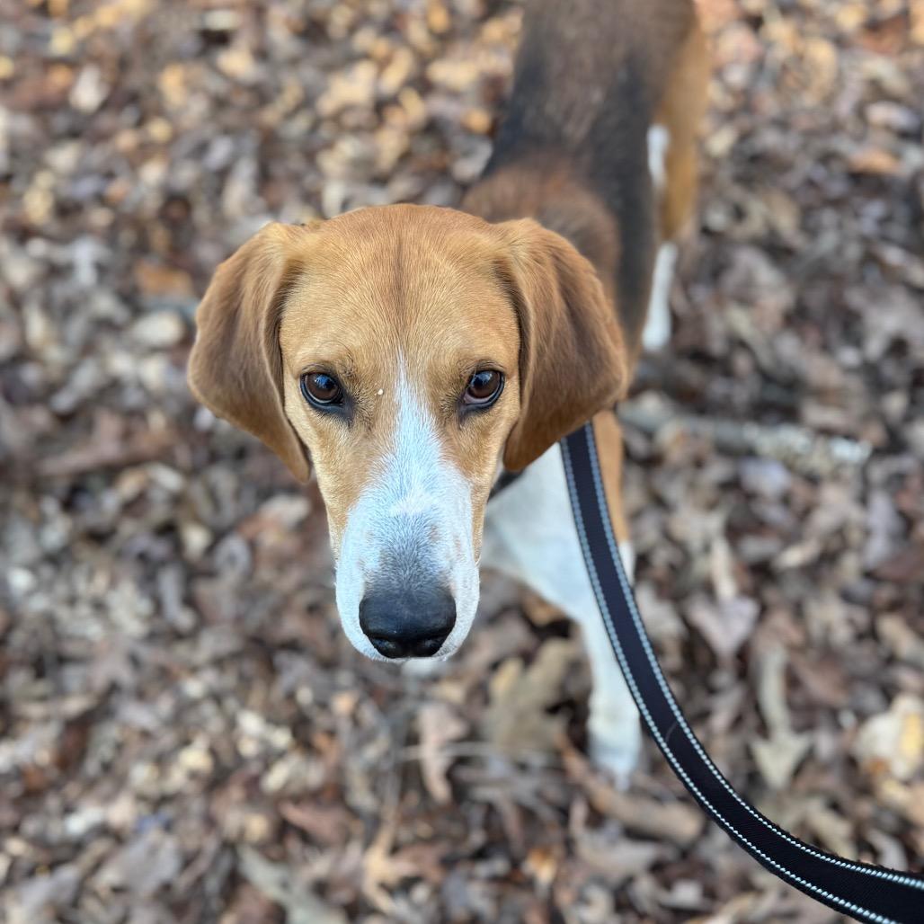 Enlarge Ferrero, a Adoptable Hound in Troy, VA image 2/6