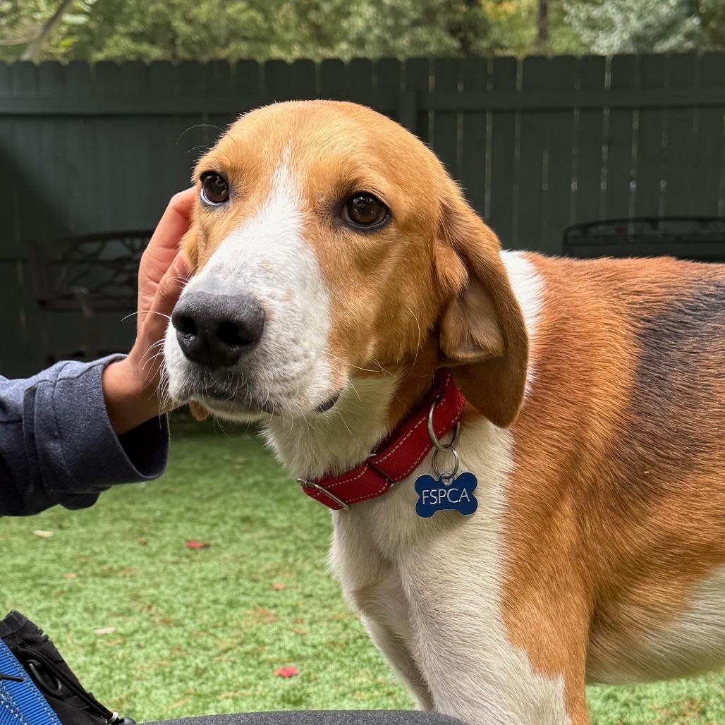 Enlarge Ferrero, a Adoptable Hound in Troy, VA image 3/6