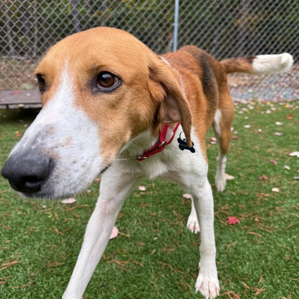 Enlarge Ferrero, a Adoptable Hound in Troy, VA image 4/6