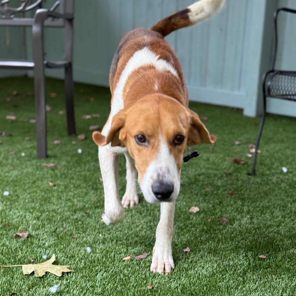 Enlarge Ferrero, a Adoptable Hound in Troy, VA image 6/6