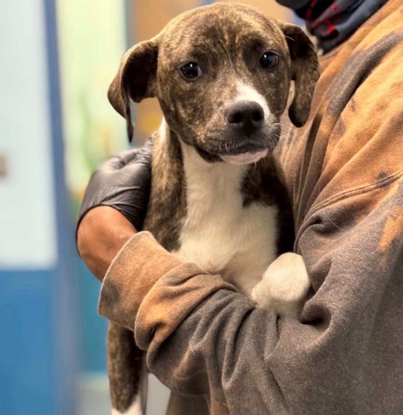 Leah, an adopted mixed breed in Carmel, NY image 6/6