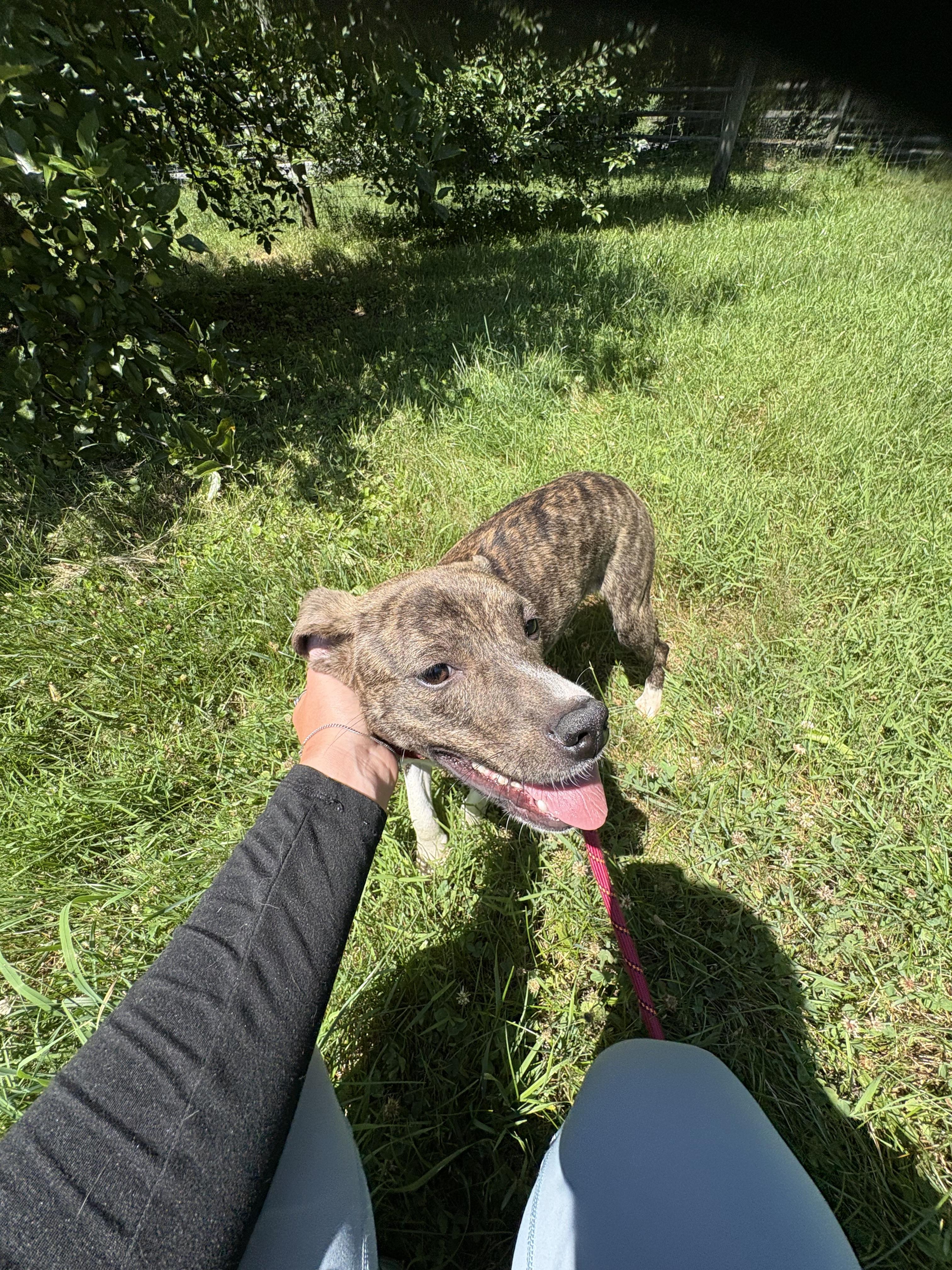 Leah, an adopted mixed breed in Carmel, NY image 3/6