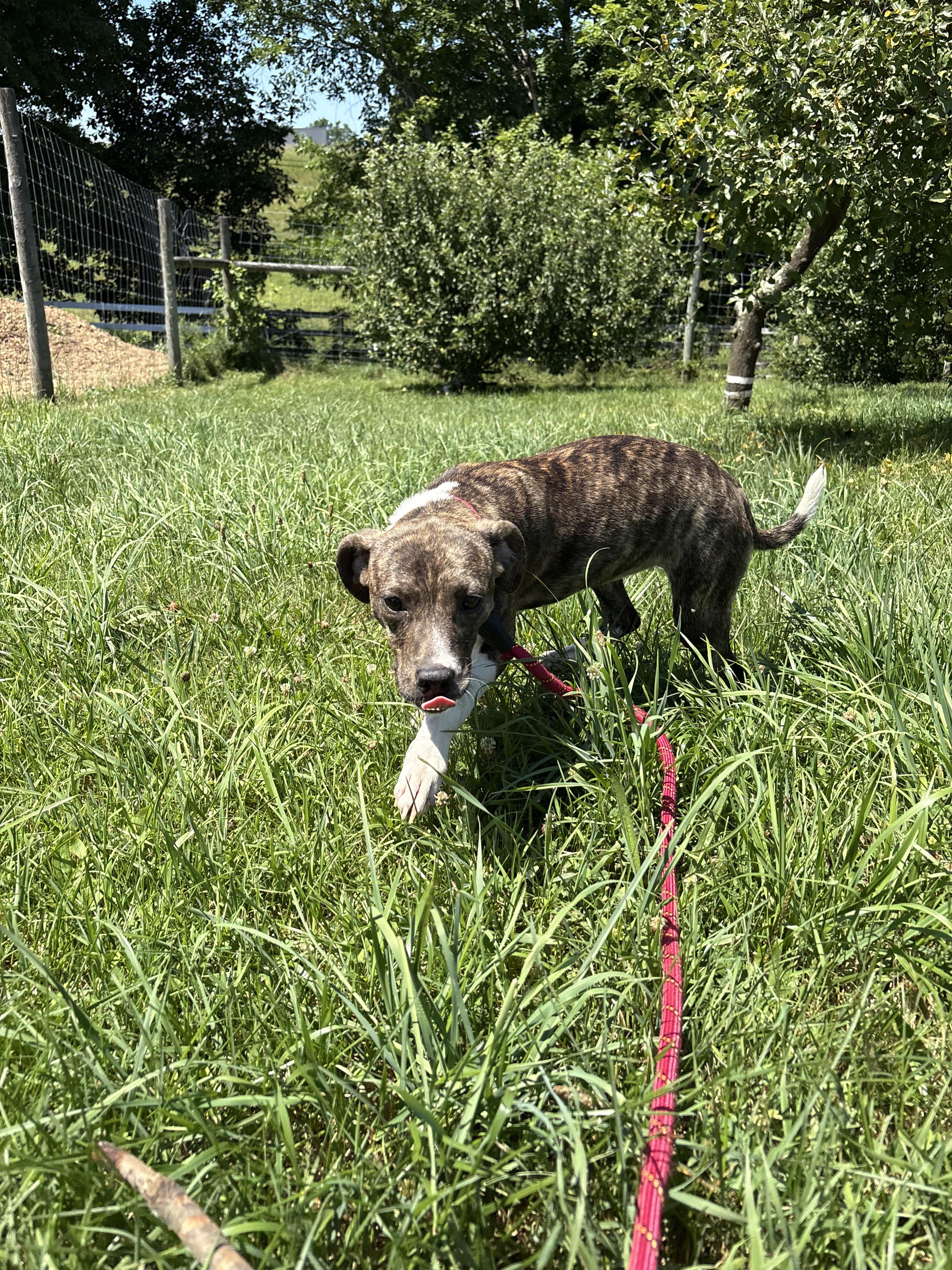 Leah, an adopted mixed breed in Carmel, NY image 2/6