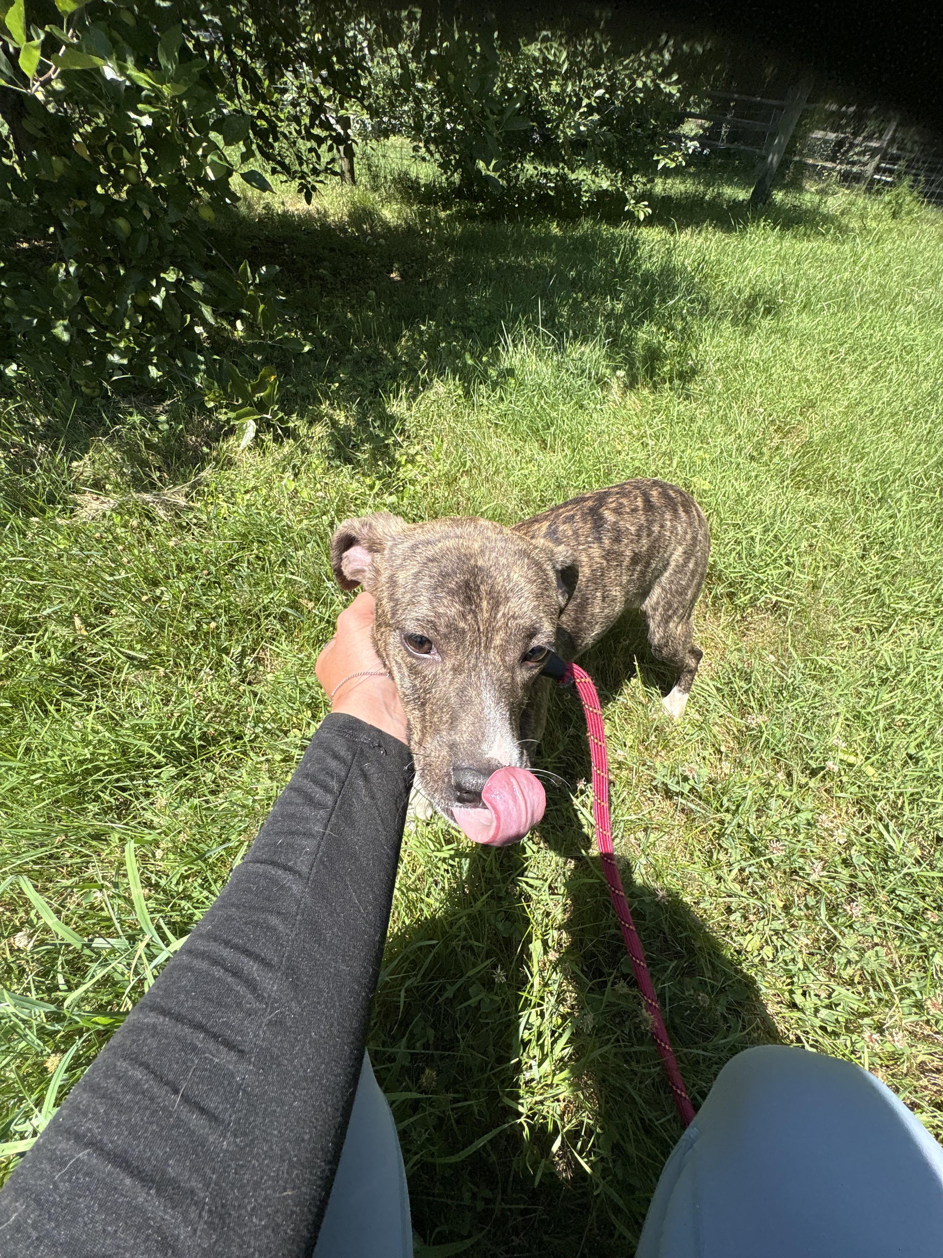 Leah, an adopted mixed breed in Carmel, NY image 5/6