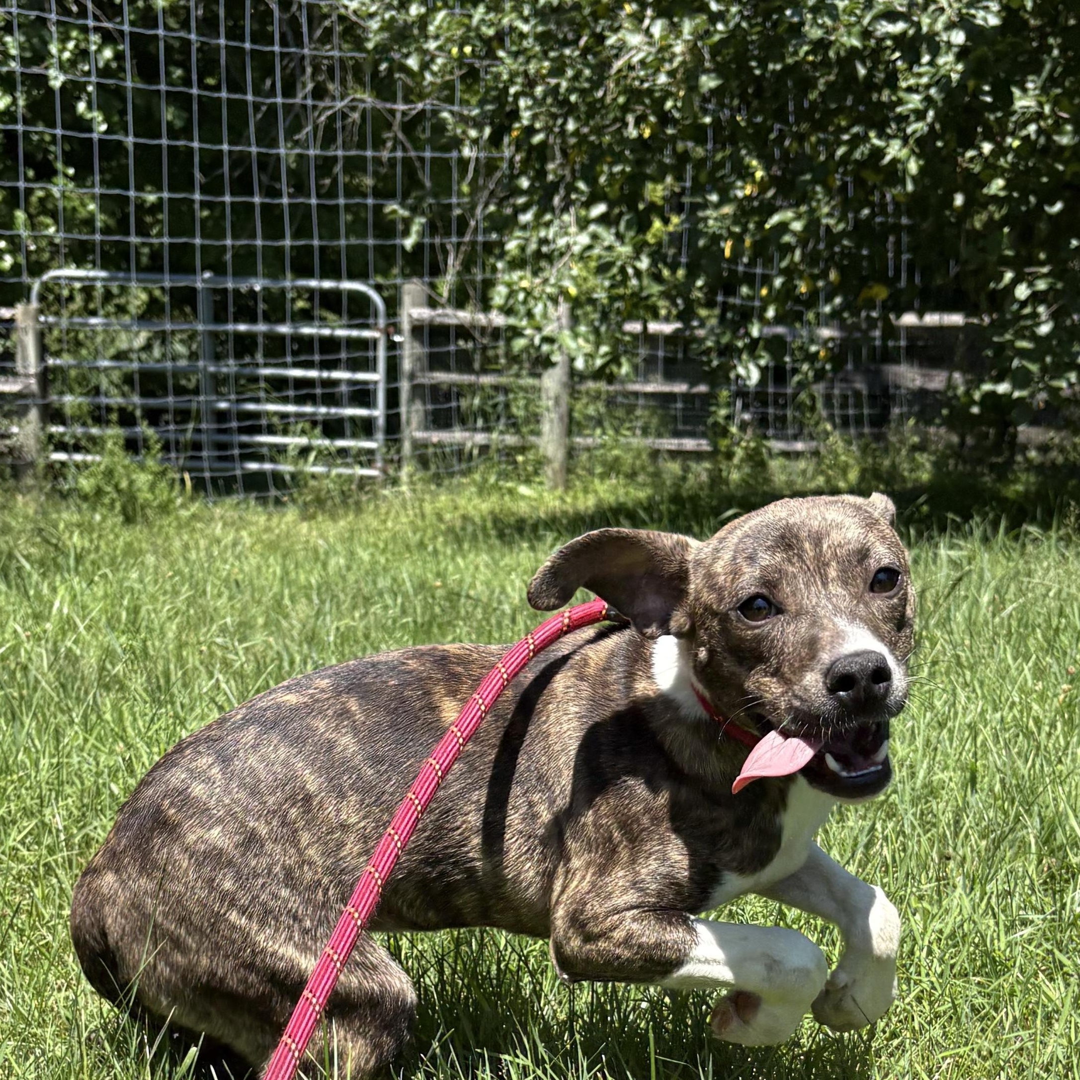 Leah, adopted, Puppy Female Terrier.