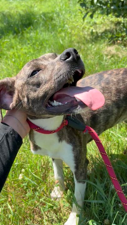 Enlarge Leah, an adopted mixed breed in Carmel, NY video 4/6
