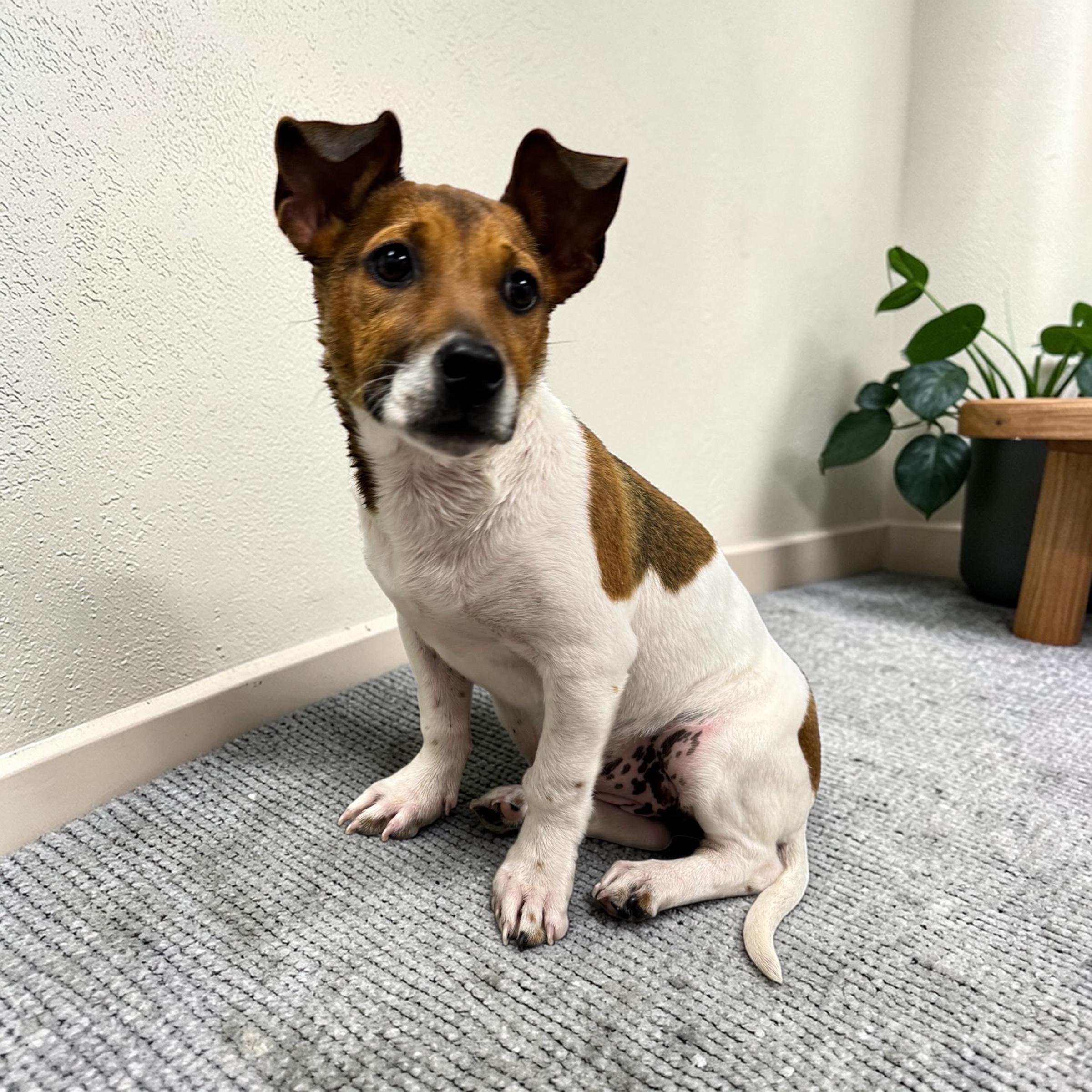 Pippy, adopted, Puppy Female Jack Russell Terrier.