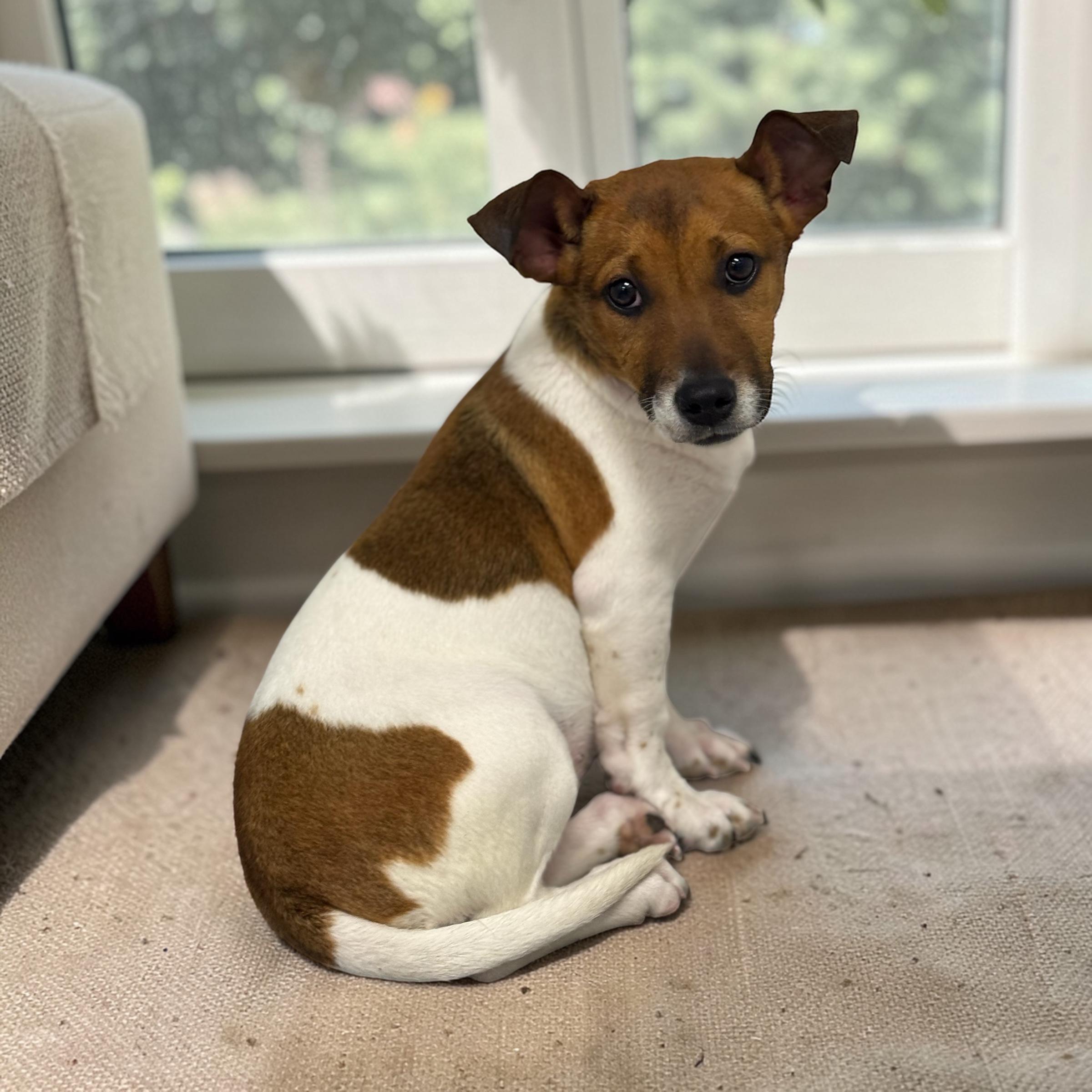 Pippy, an adopted mixed breed in Williston, VT image 3/4